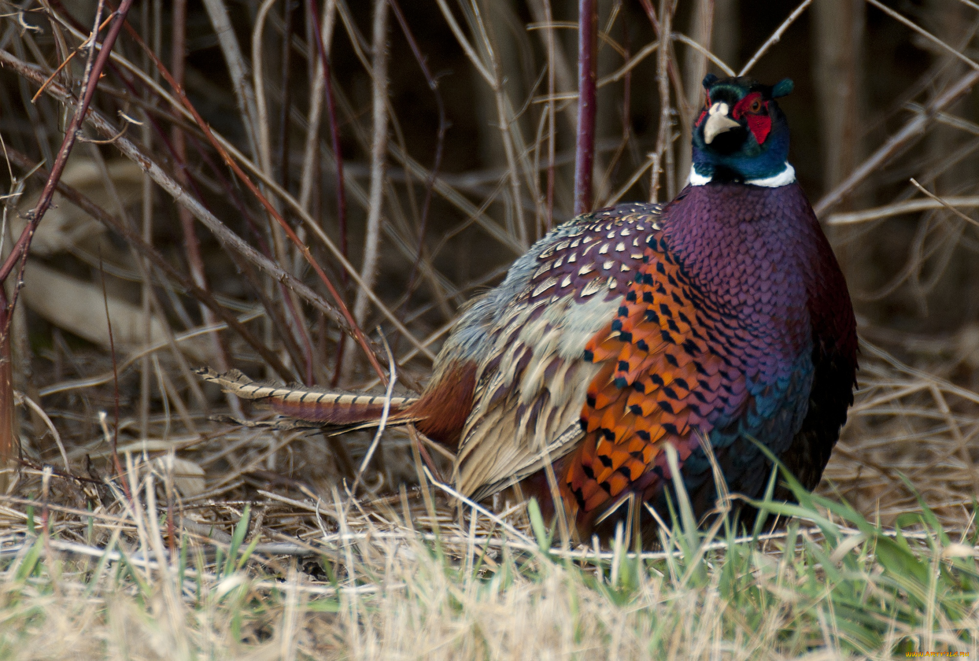 животные, глухари, тетерева, фазаны, перья, фазан