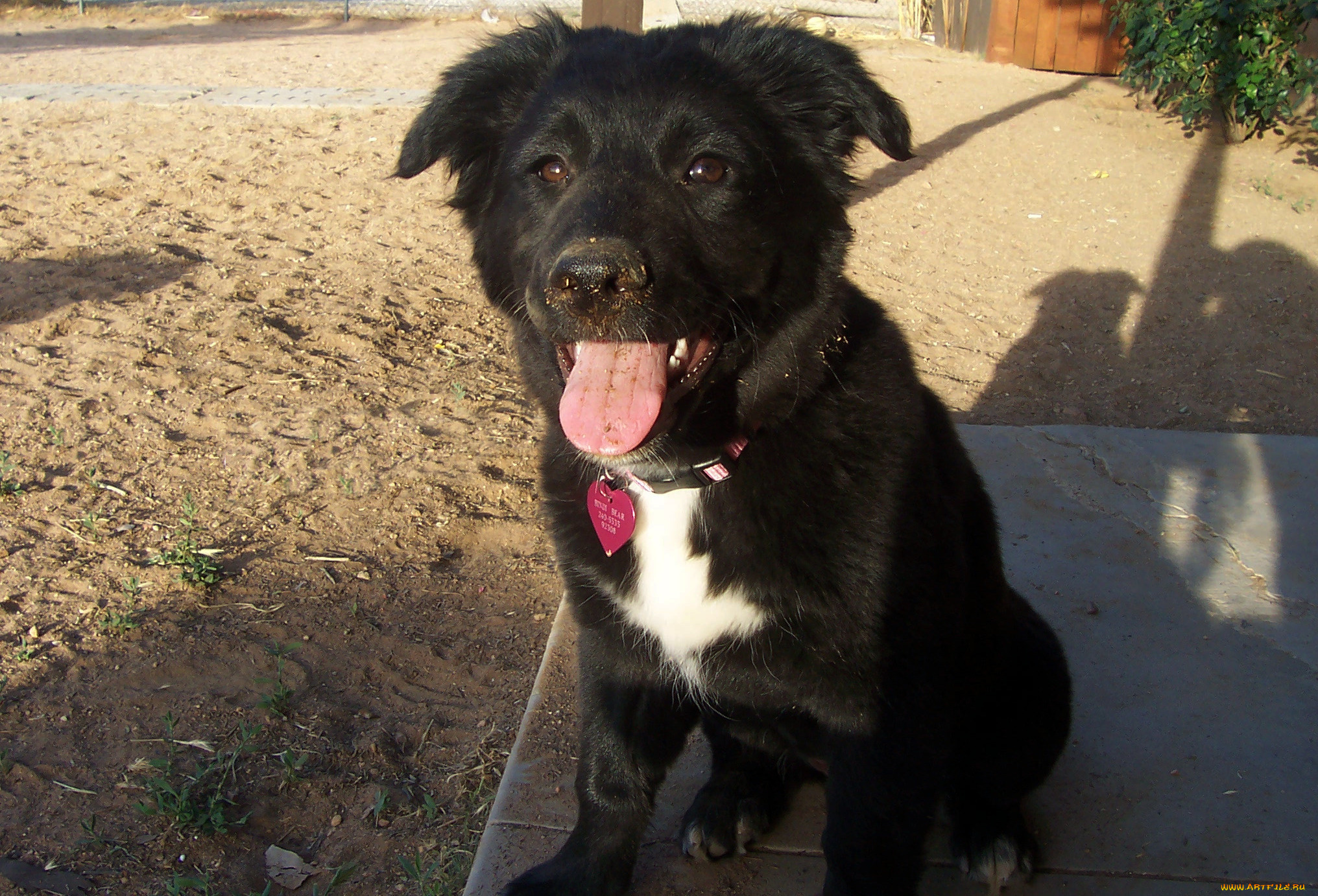 животные, собаки, язык, пёс