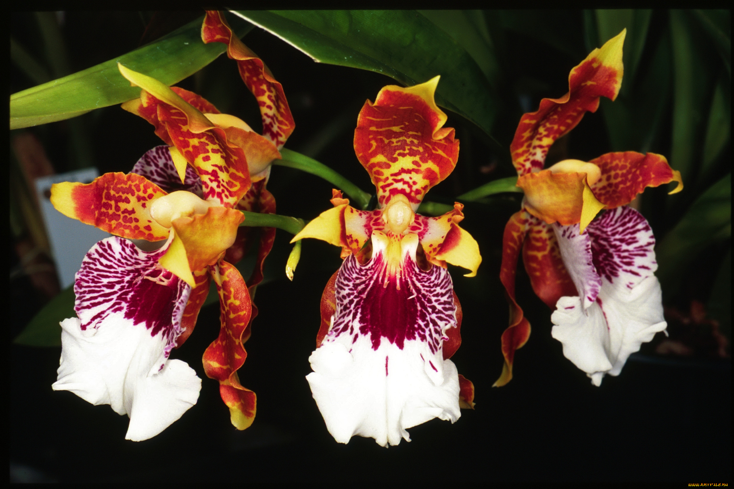 цветы, орхидеи, экзотика
