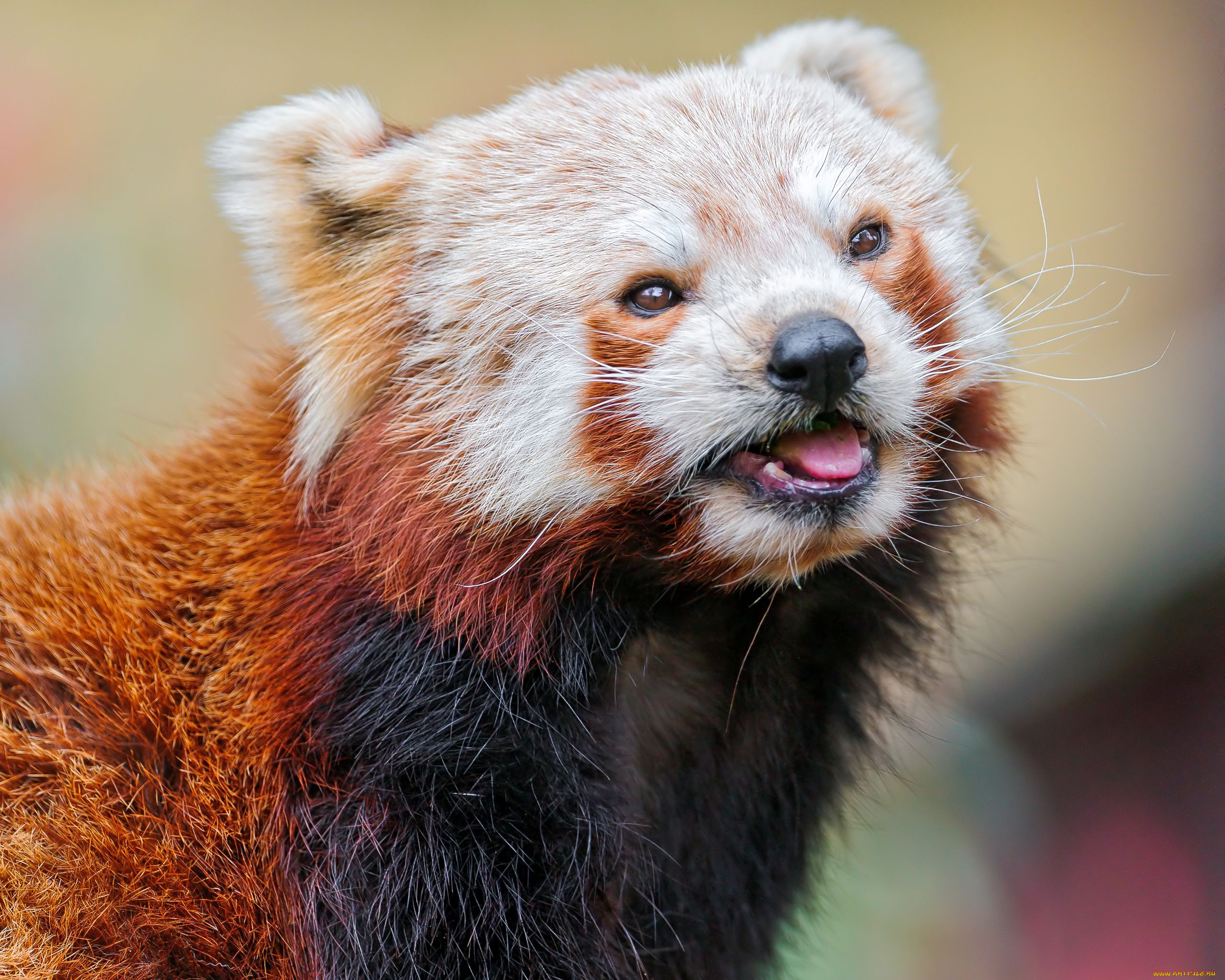 животные, панды, red, panda, малая, панда