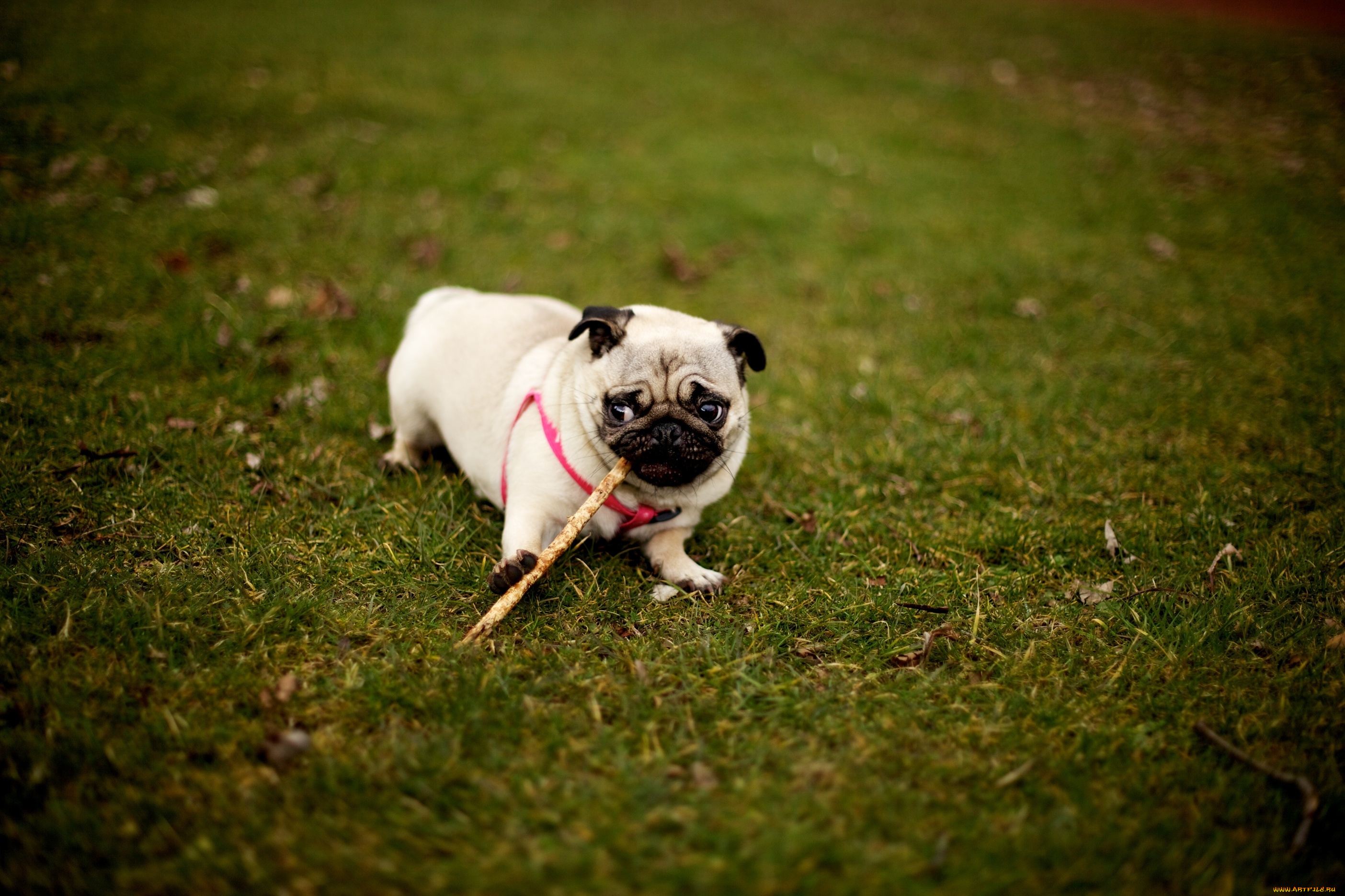 животные, собаки, мопс