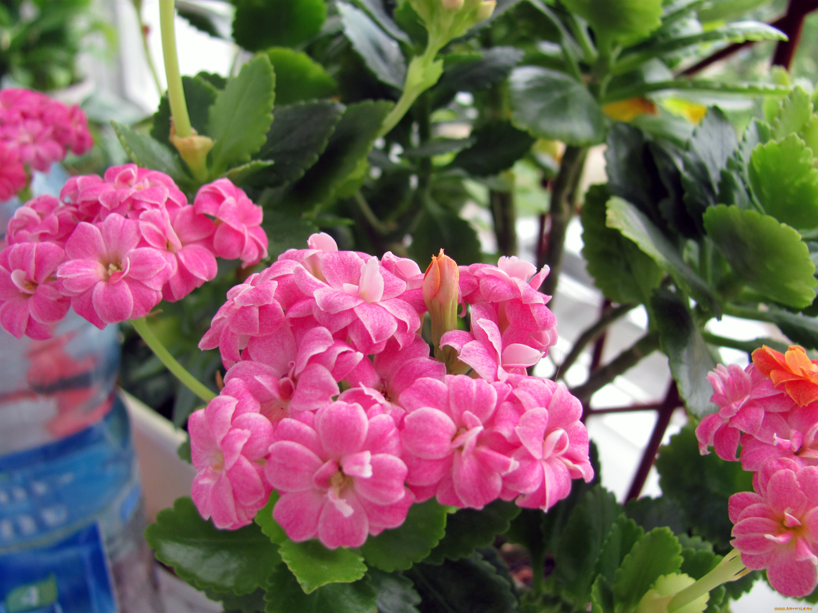 цветы, каланхоэ, розовый