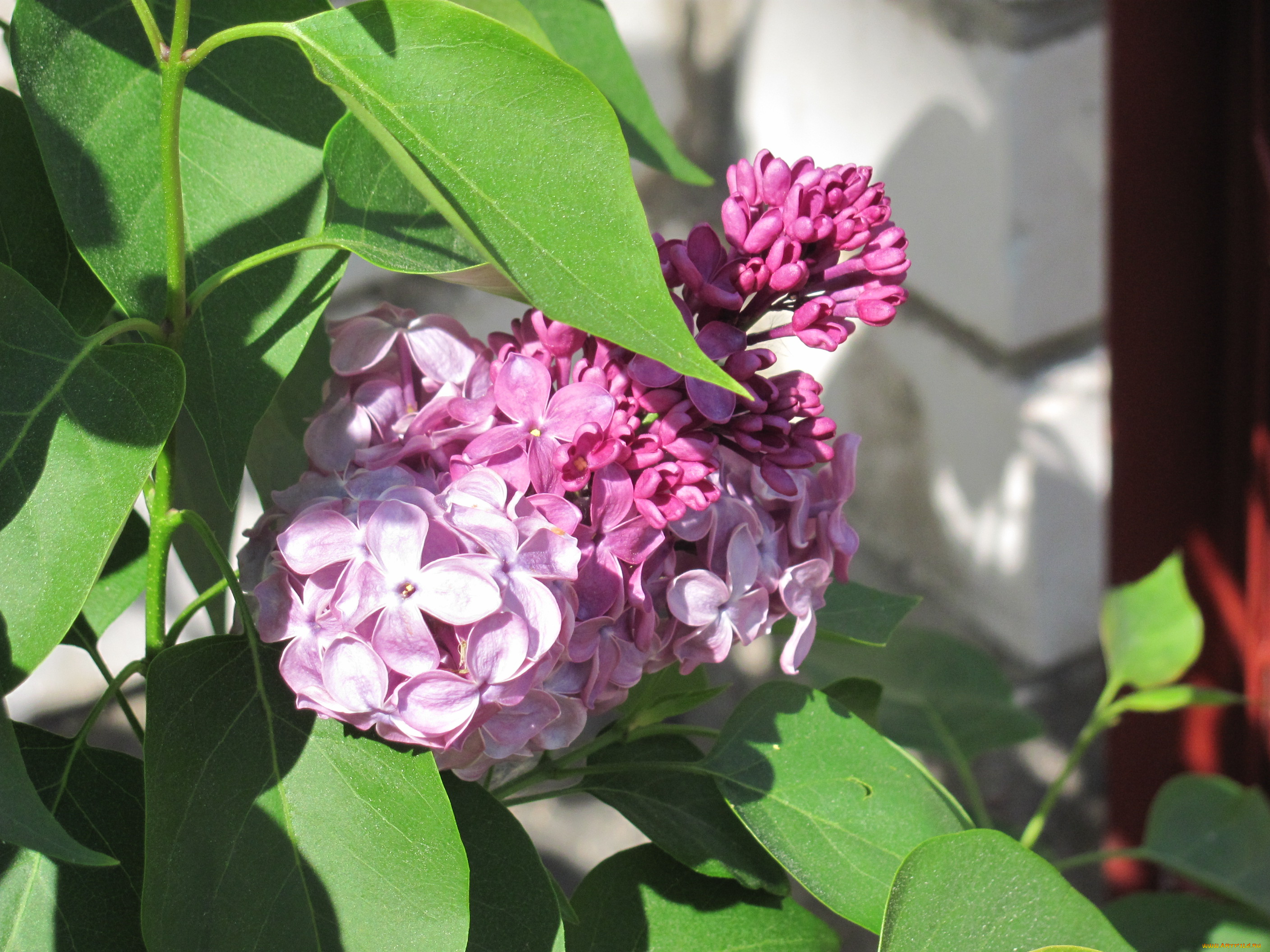 цветы, сирень, ветка