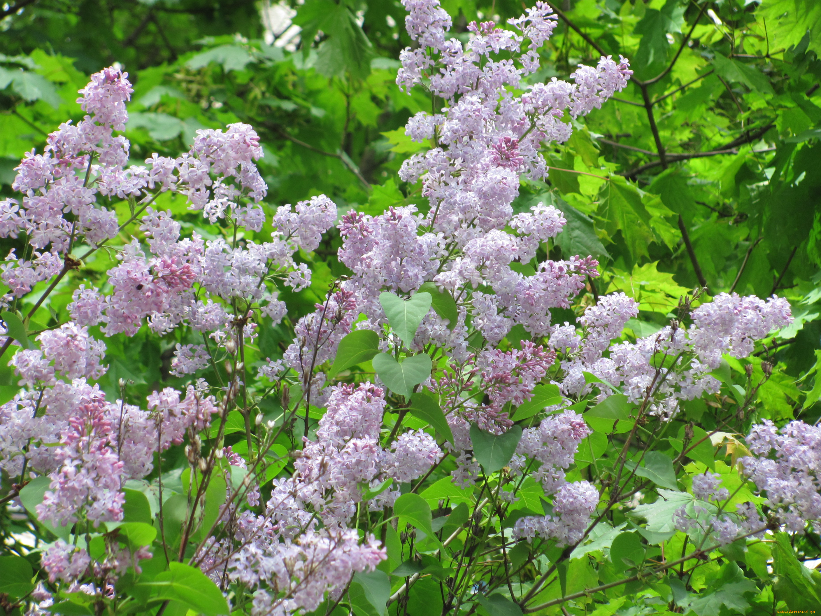 цветы, сирень, зеленый, сиреневый