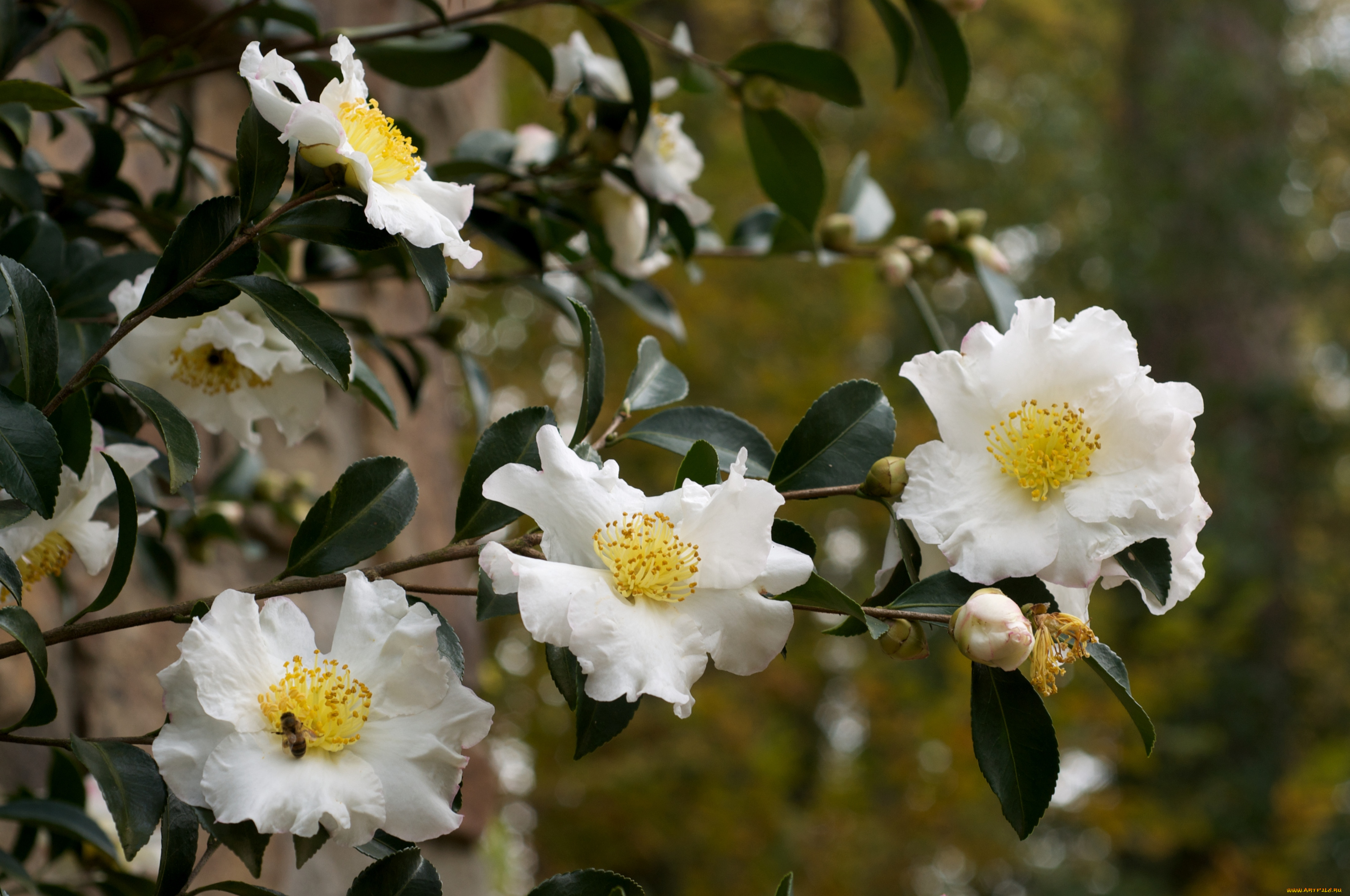 цветы, камелии, ветка, белый