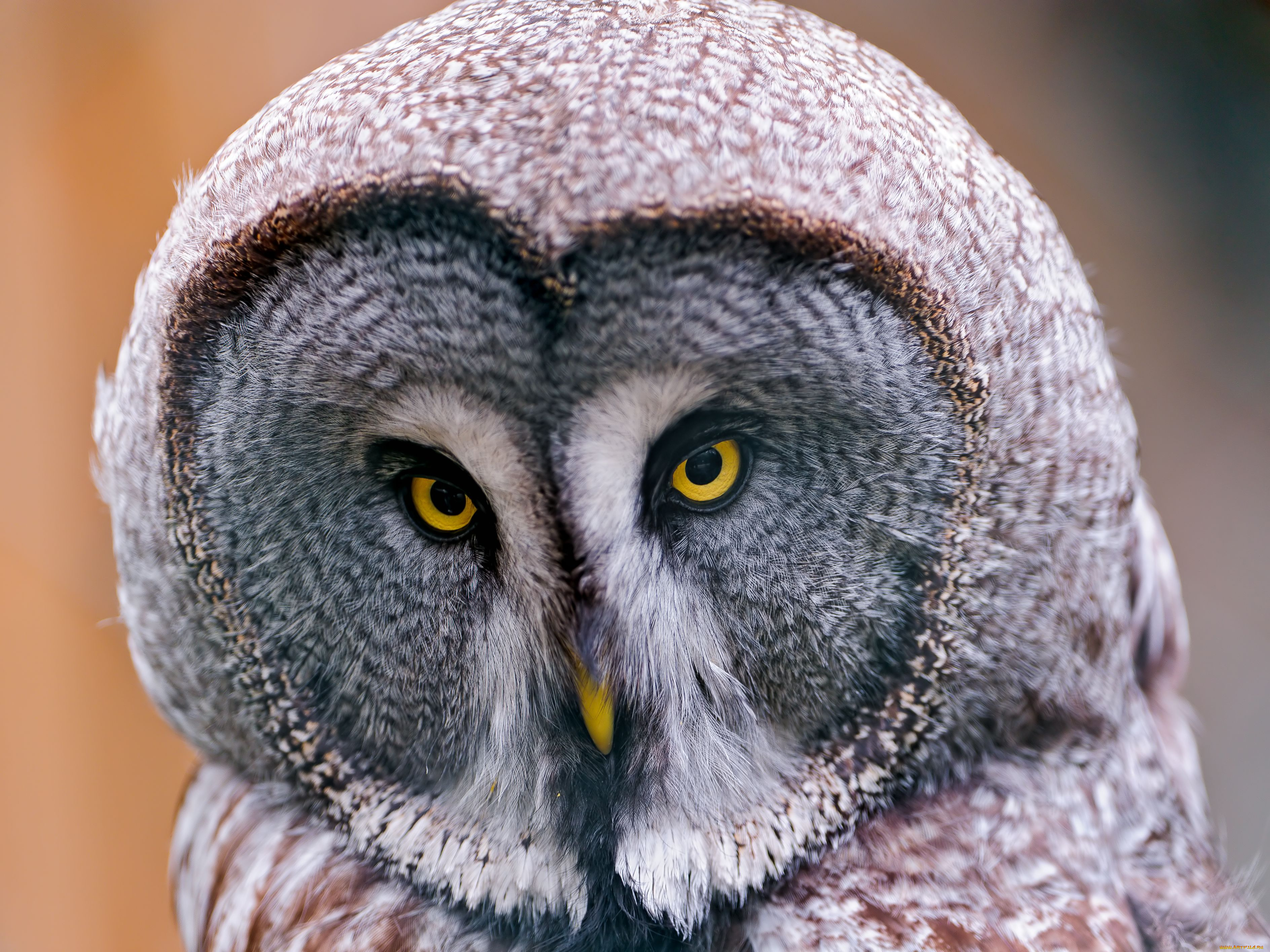 животные, совы, бородатая, неясыть, great, grey, owl, lapland