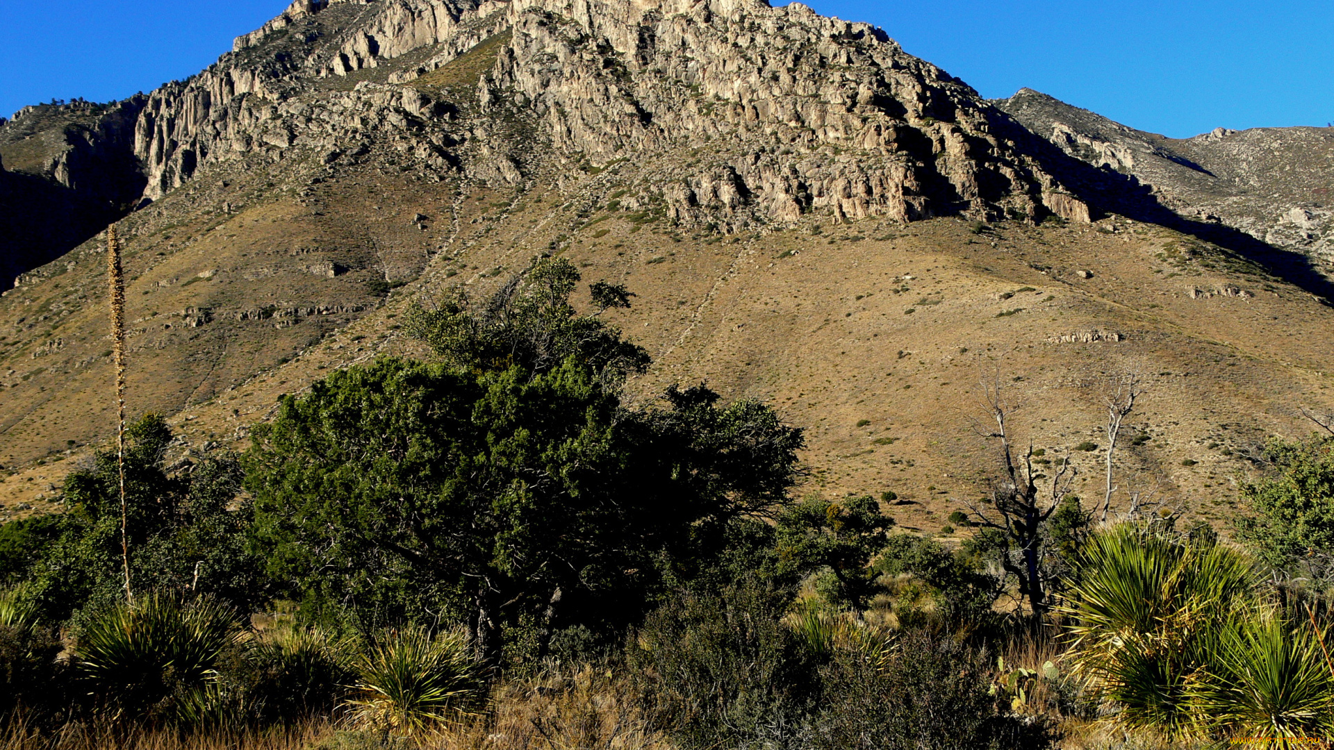 great, basin, national, park, невада, природа, горы, деревья