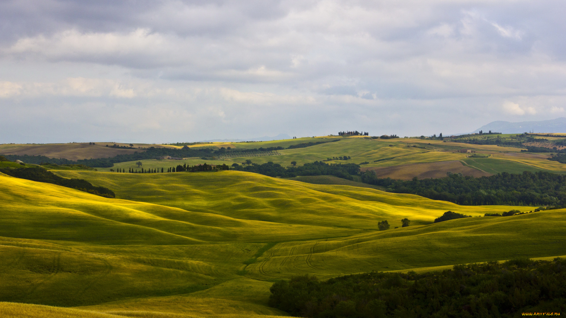 montalcino, tuscany, италия, природа, поля
