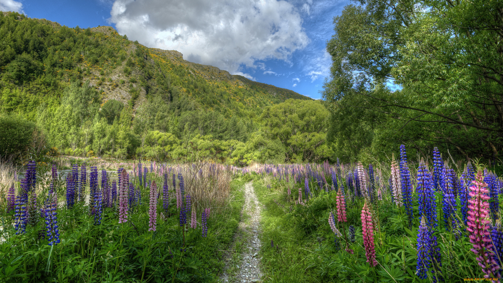 new, zealand, природа, пейзажи, тропинка, цветы, люпины, гора, новая, зеландия