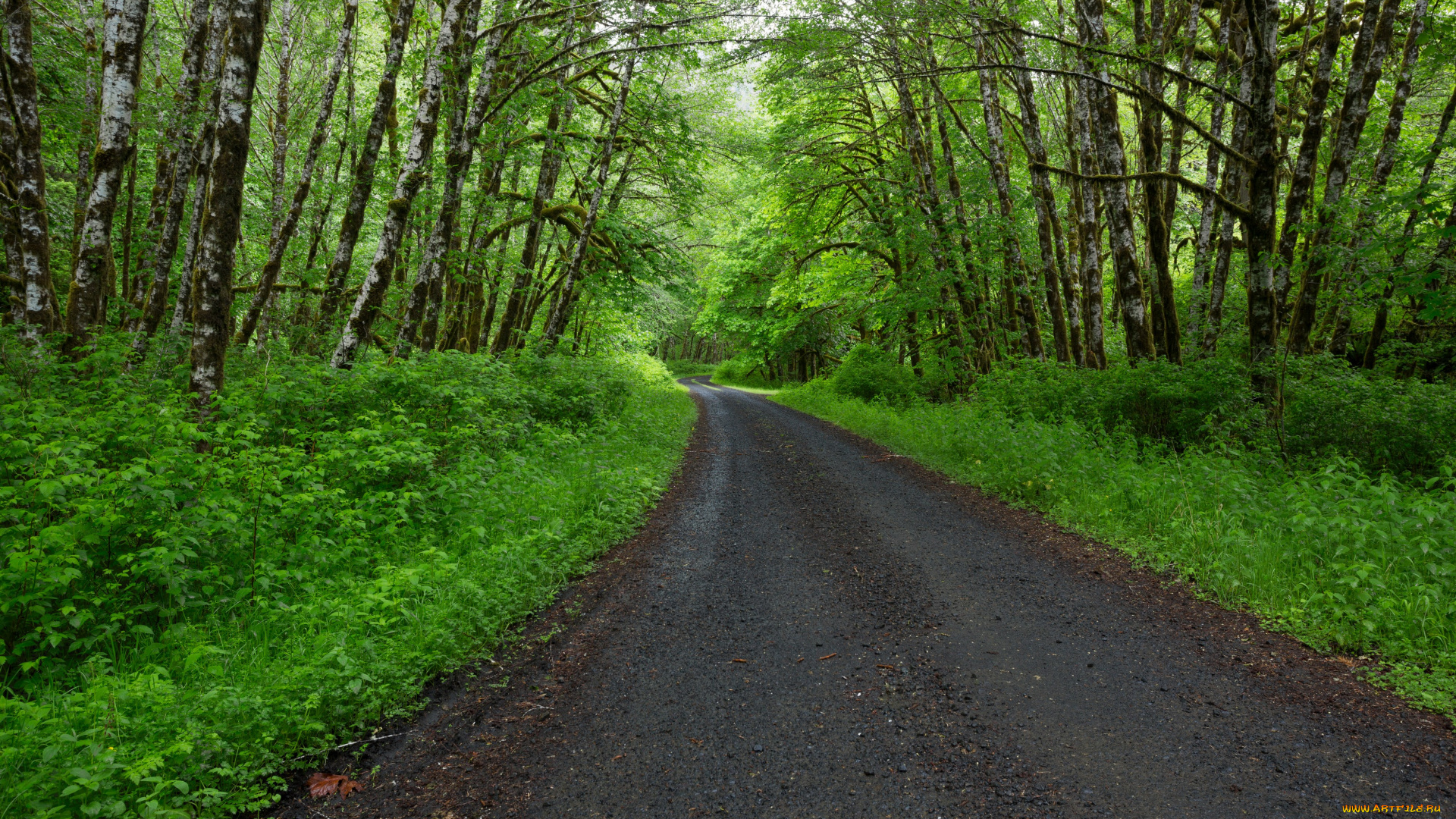 природа, дороги, дорога, лес