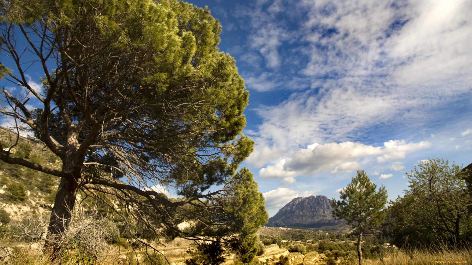 puig, campana, mountain, spain, природа, пейзажи, долина, деревья, испания, гора, пуч, кампана