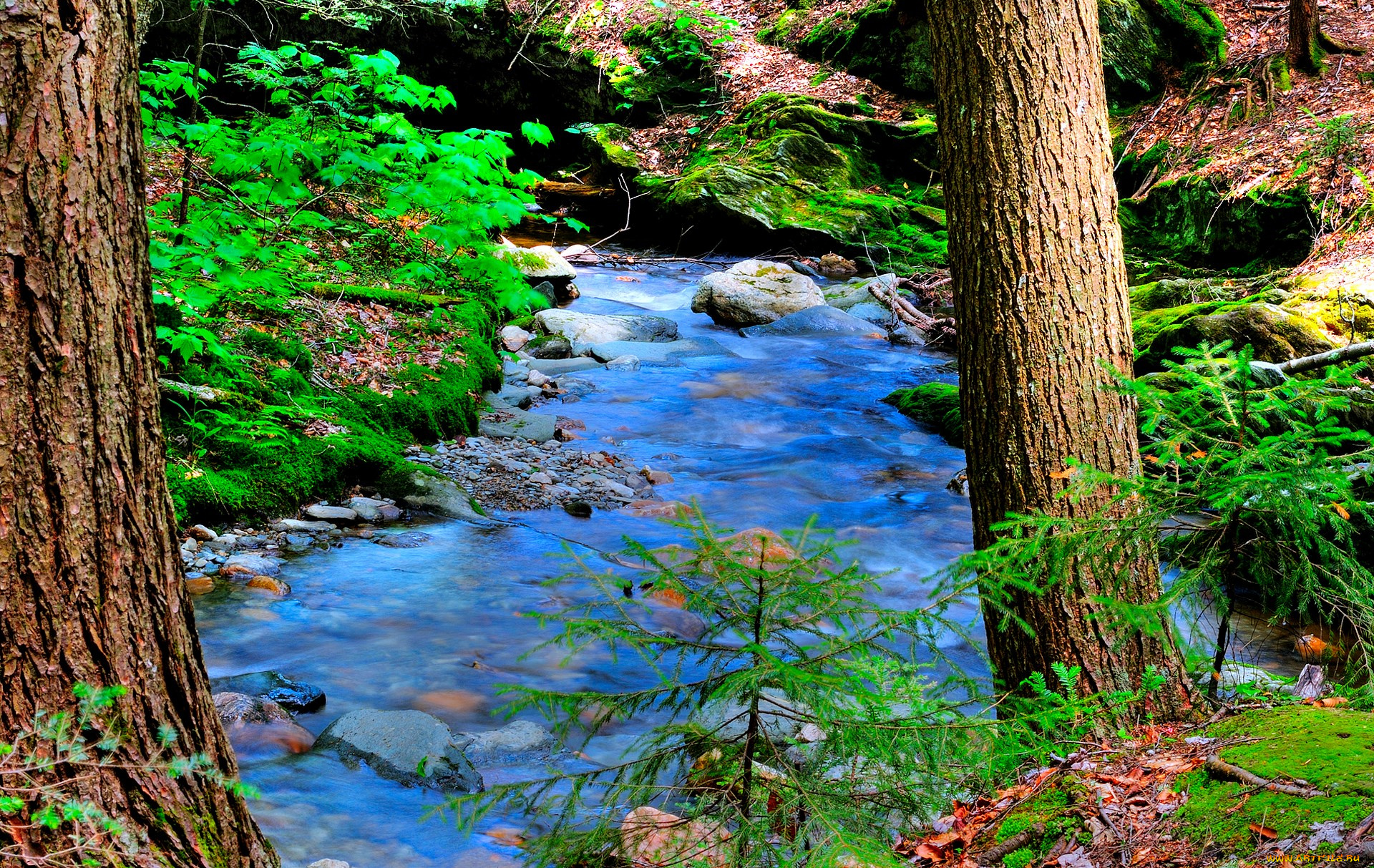 природа, реки, озера, лес, река, камни, деревья