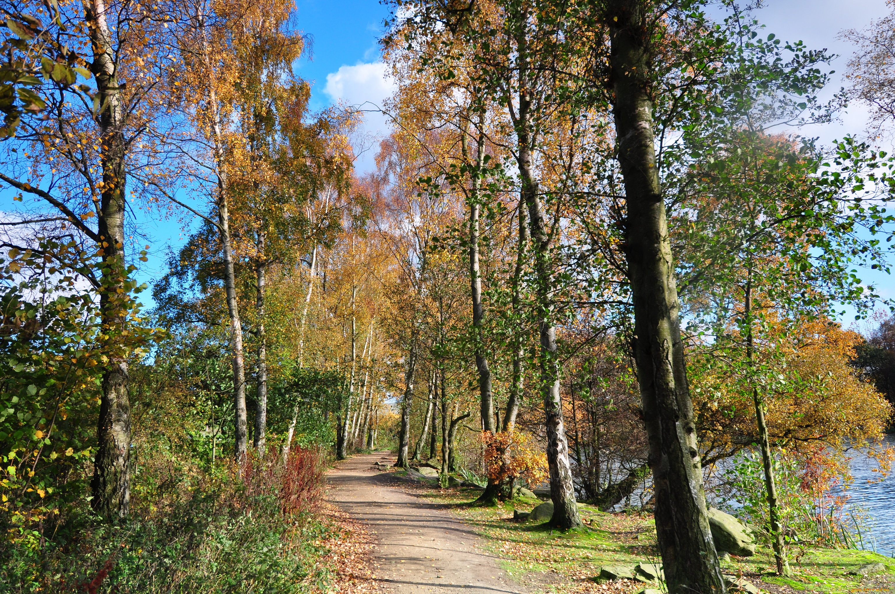 england, природа, дороги, тропинка, деревья, река