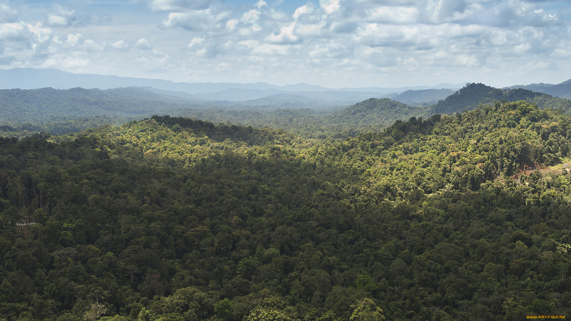 природа, лес, джунгли, новая, гвинея, холмы