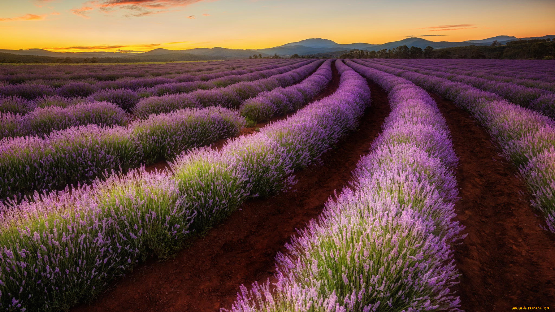 цветы, лаванда, австралия, тасмания, долина, поле