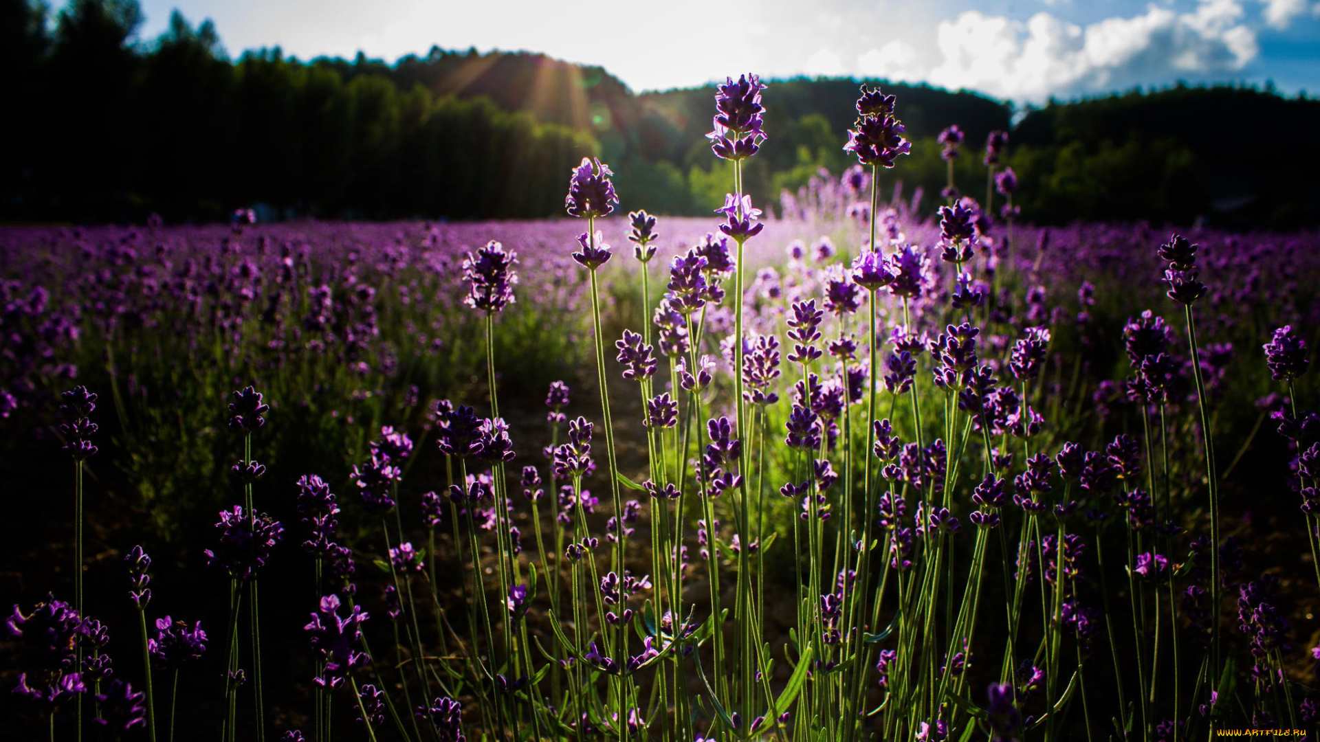 цветы, лаванда, лето, солнце