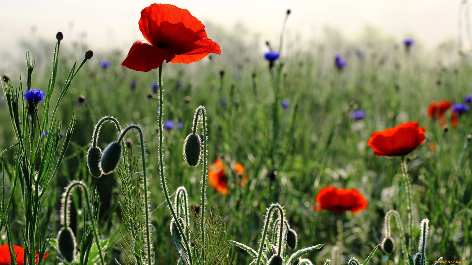 цветы, маки, утро, весна