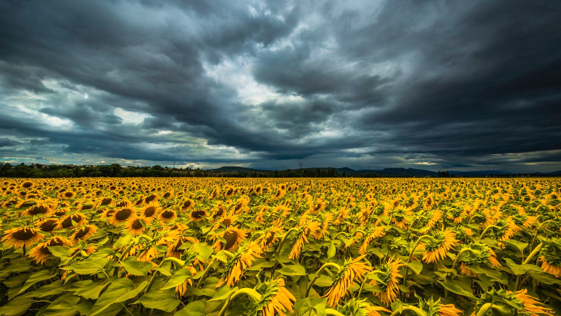 цветы, подсолнухи, небо, тучи, поле