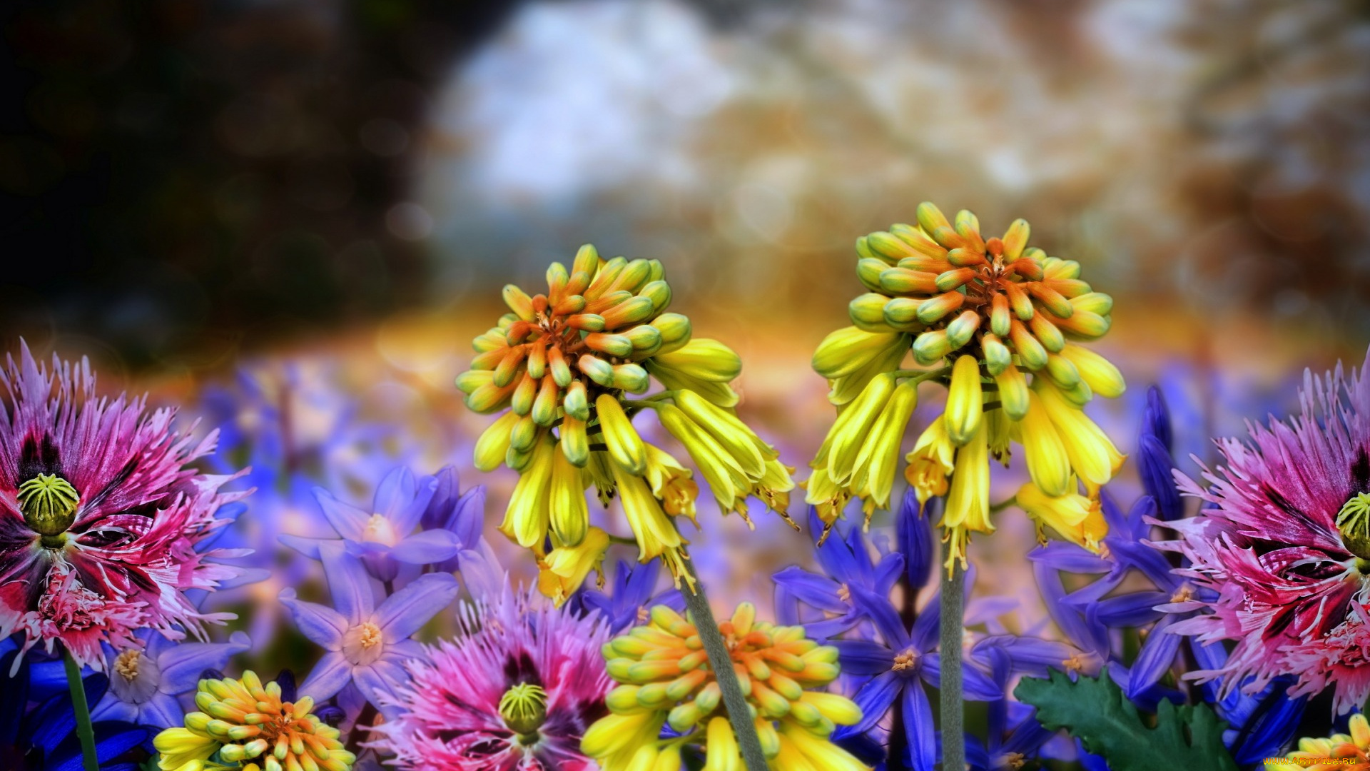 цветы, разные, вместе, фон, природа