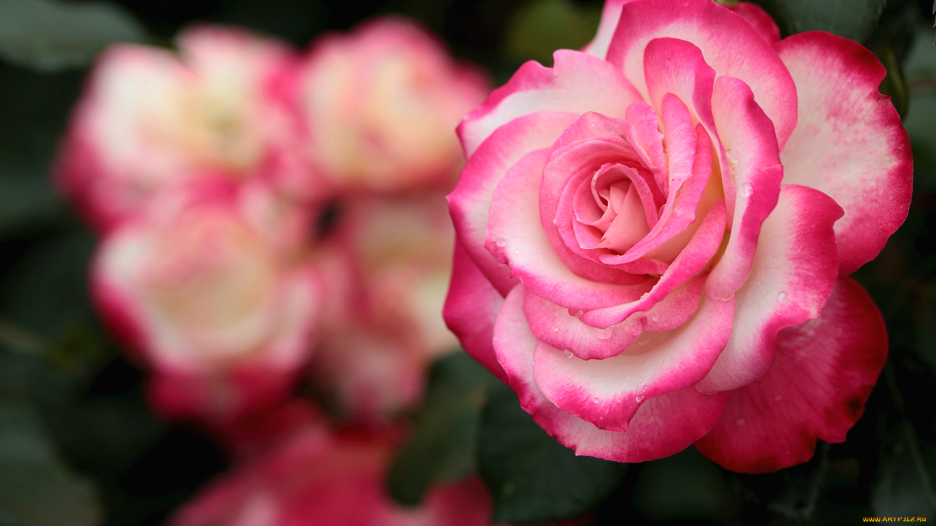 цветы, розы, роза, лепестки, красавица, макро