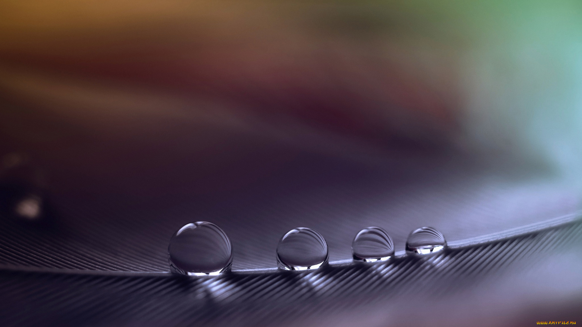 разное, капли, , брызги, , всплески, макро, перо, большие, малые