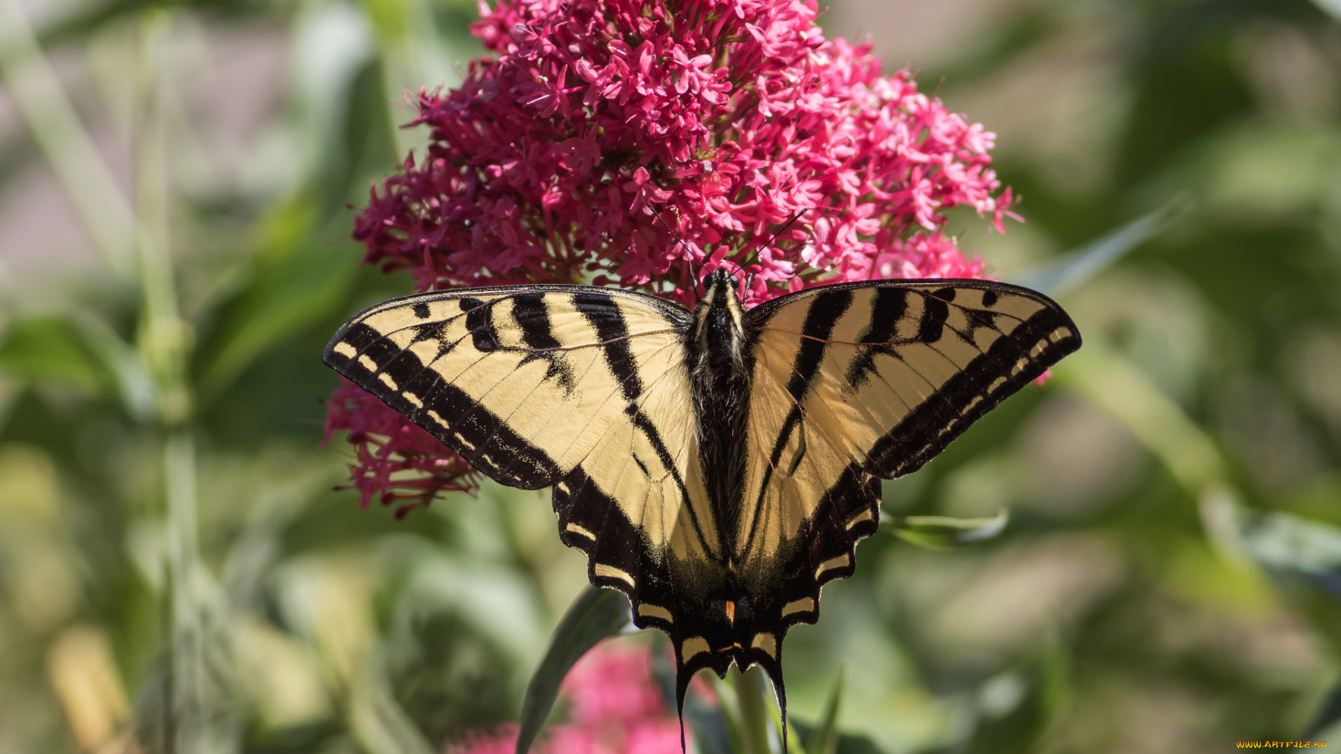животные, бабочки, , мотыльки, , моли, бабочка