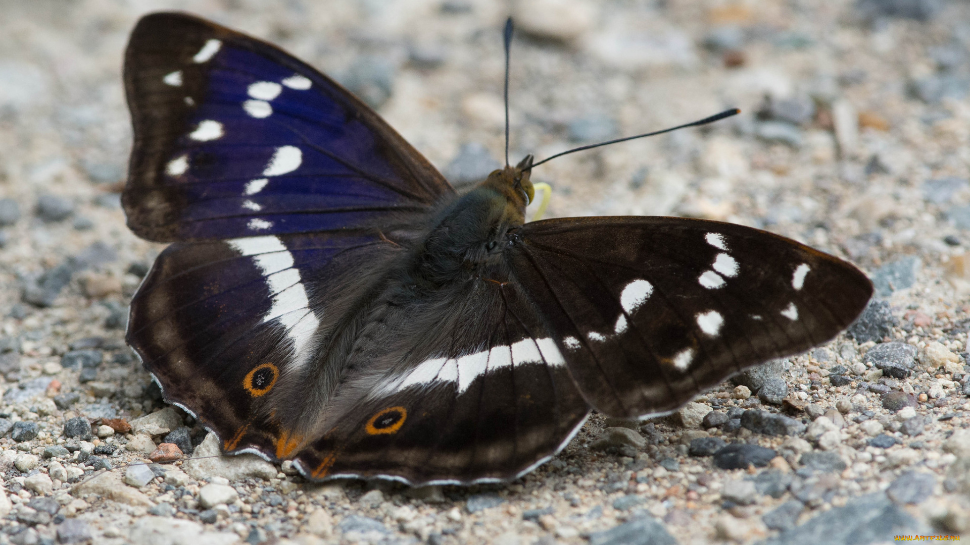 животные, бабочки, , мотыльки, , моли, бабочка