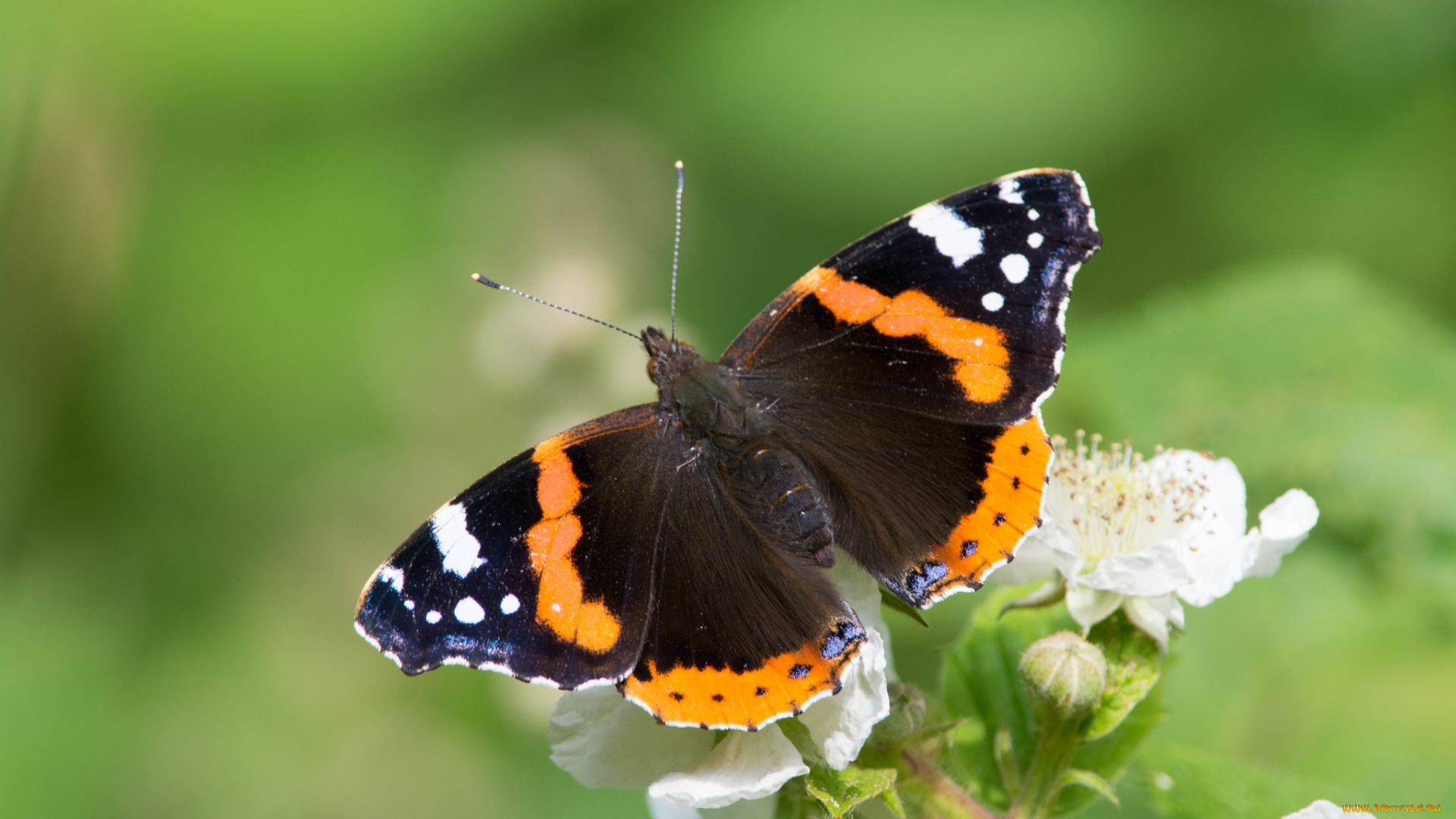 животные, бабочки, , мотыльки, , моли, бабочка