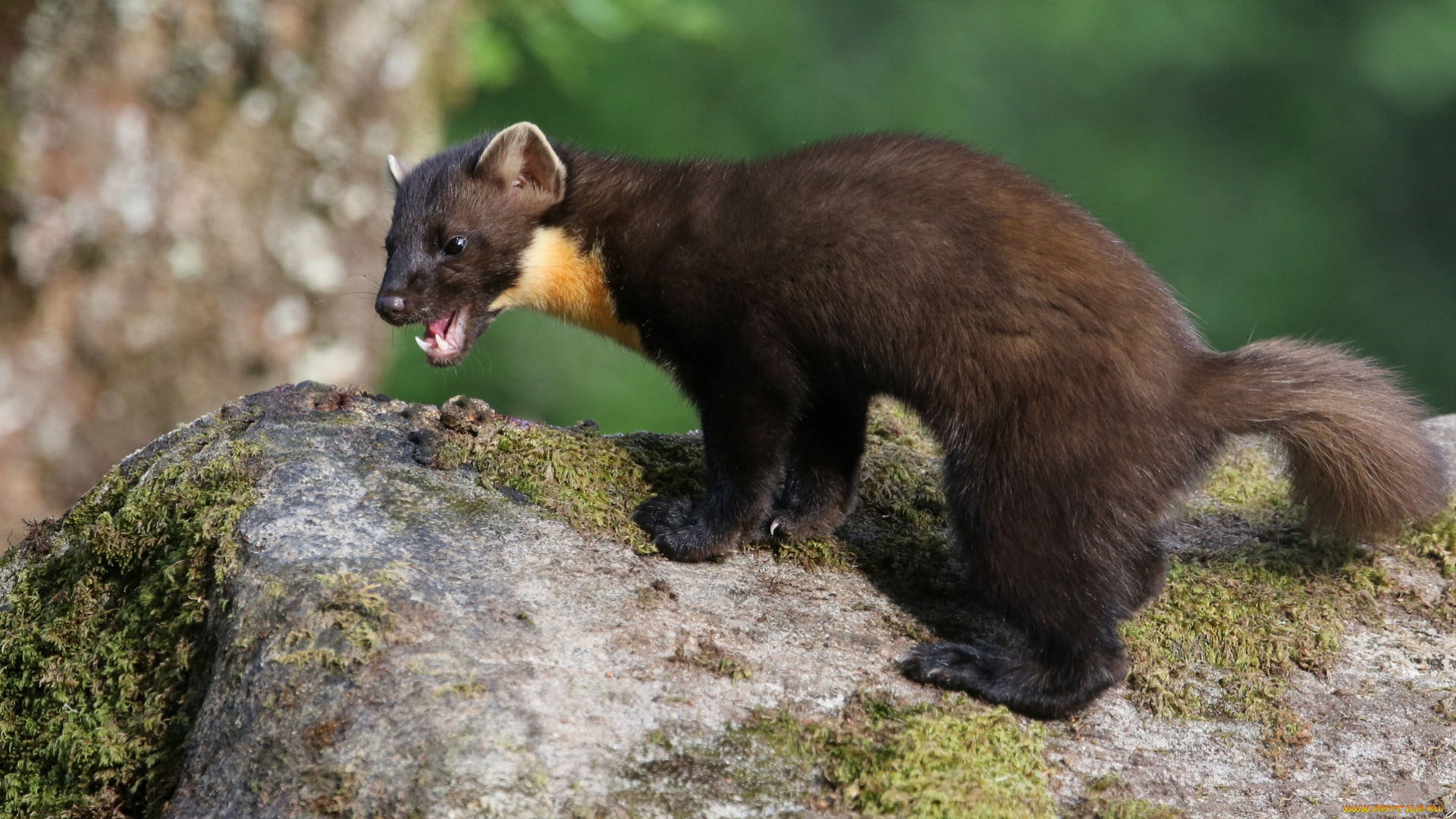 животные, хорьки, , куницы, , горностаи, , ласки, , соболи, соболь