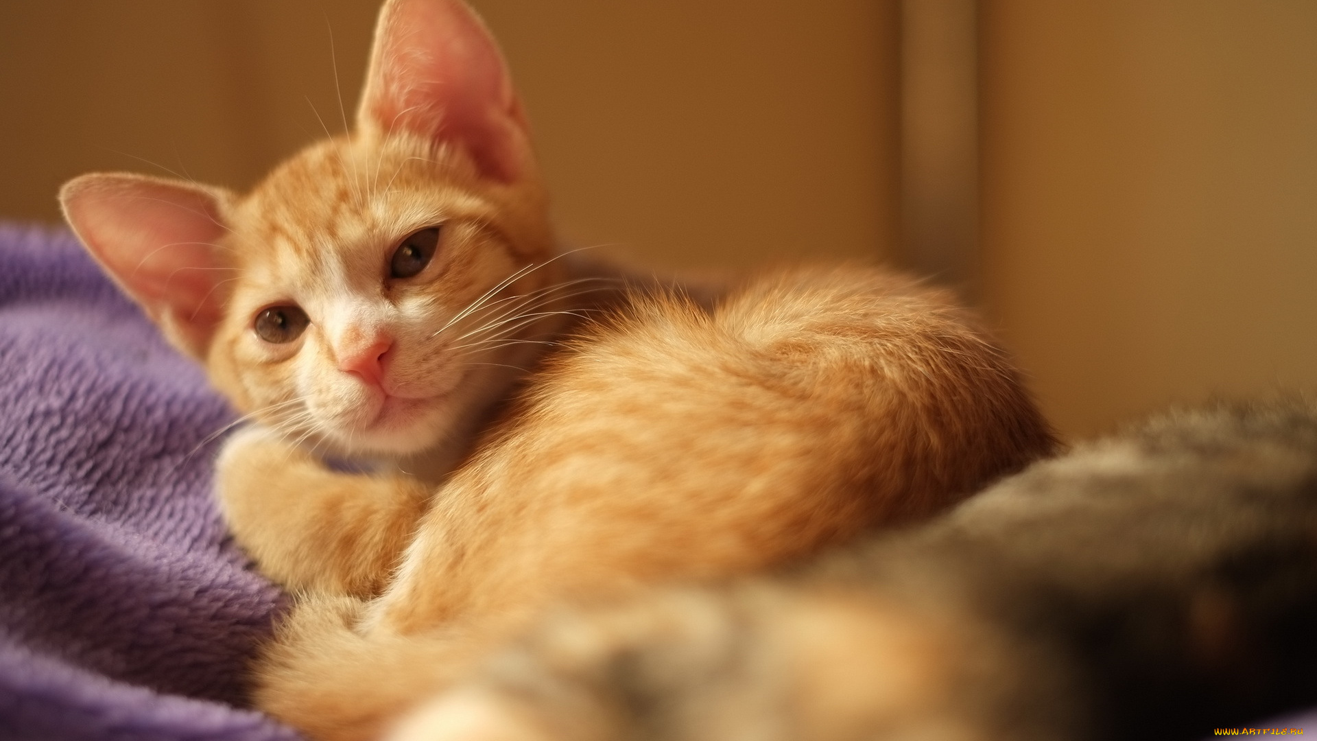 животные, коты, дом, взгляд, кошка