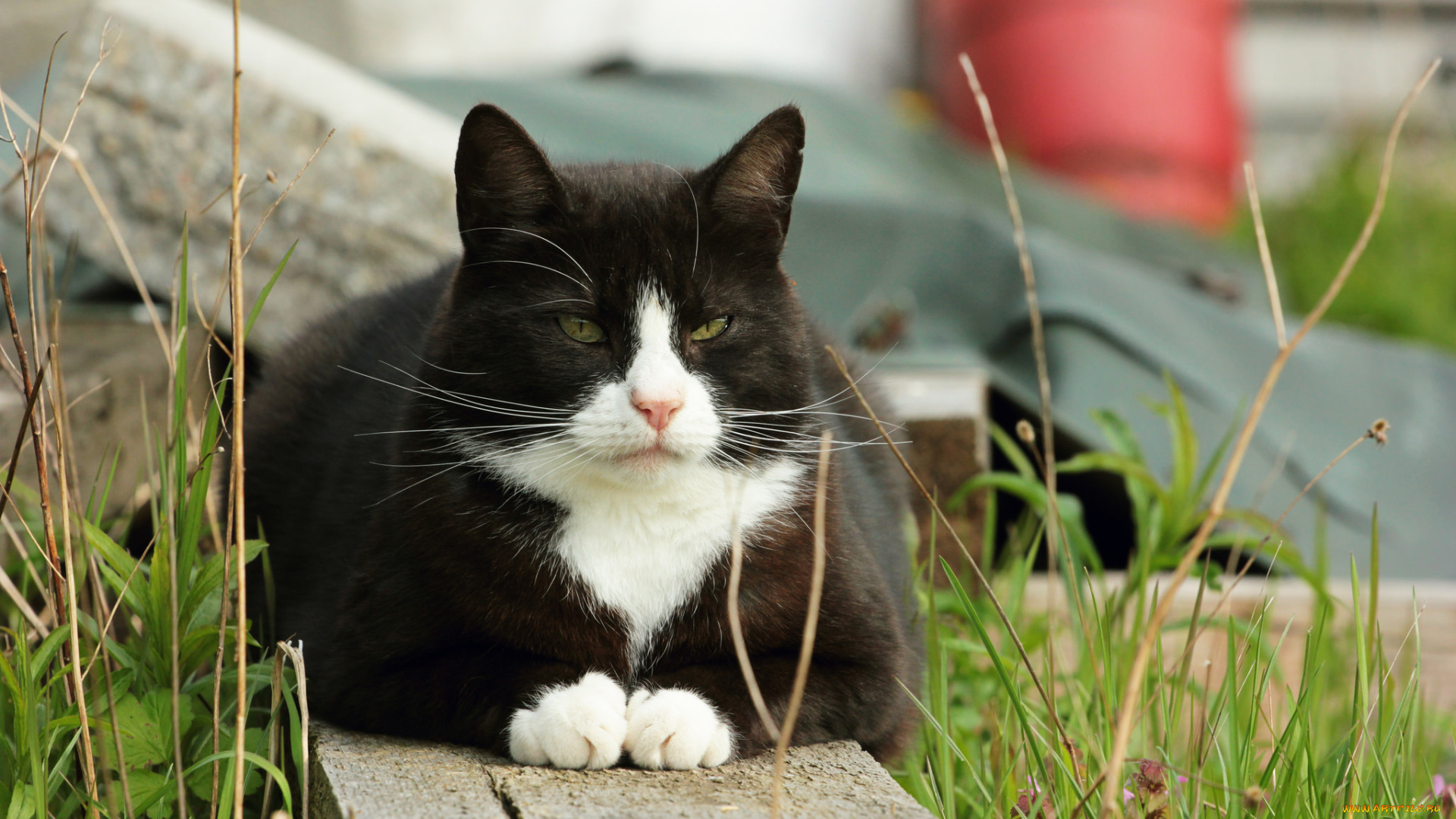 животные, коты, доска, кот, кошка, коте, взгляд, трава