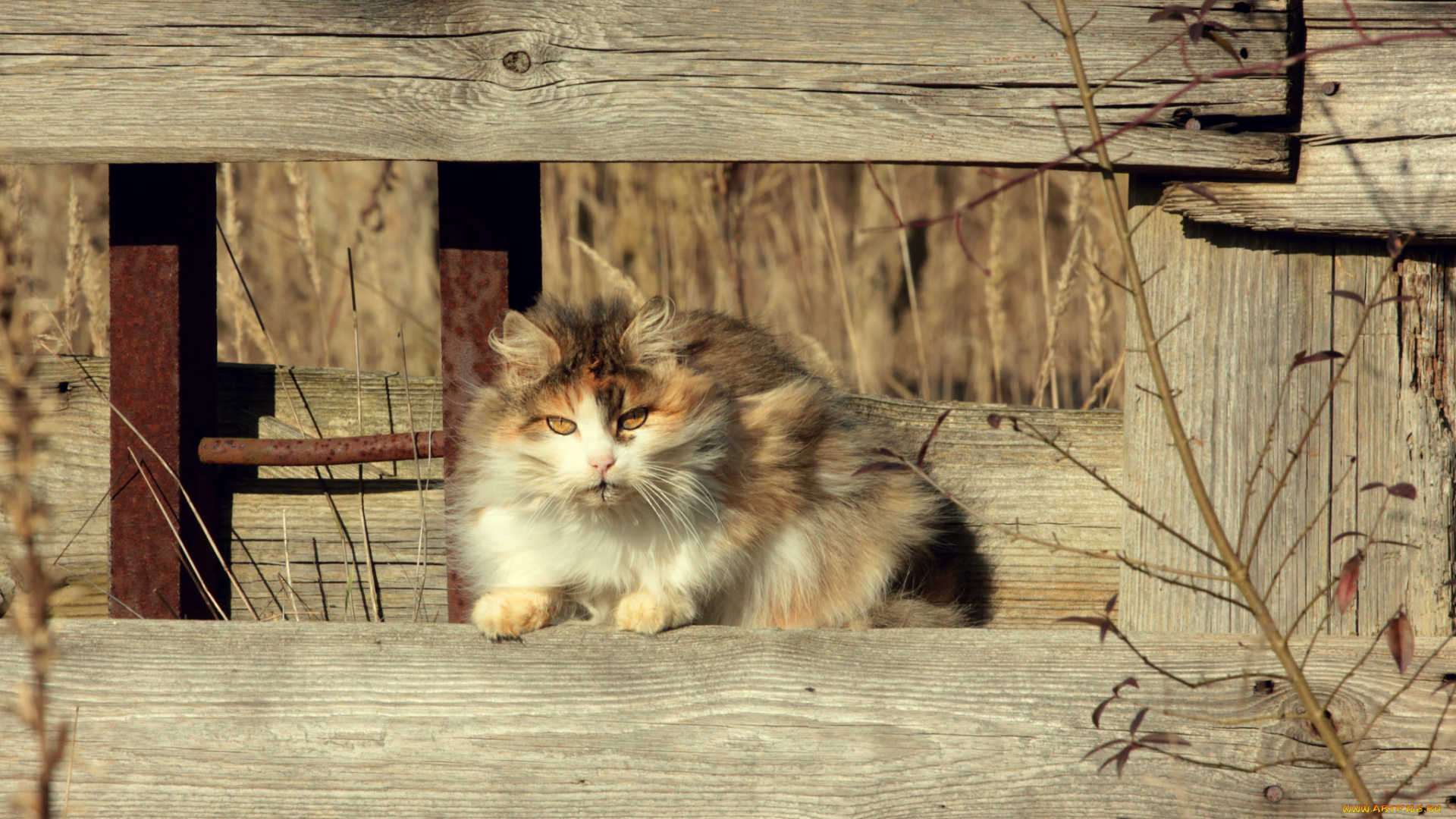 животные, коты, киса, коте, кошка, взгляд, усы, солнечно