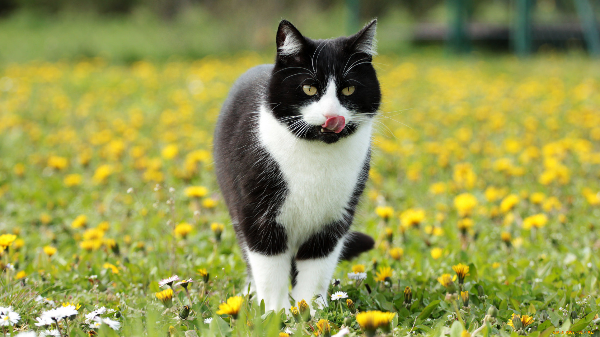 животные, коты, киса, коте, взгляд, усы, ушки, язык, луг, трава, весна, цветы, одуванчики