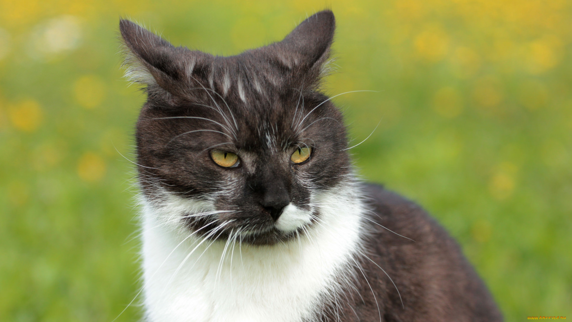 животные, коты, киса, коте, взгляд, усы, ушки