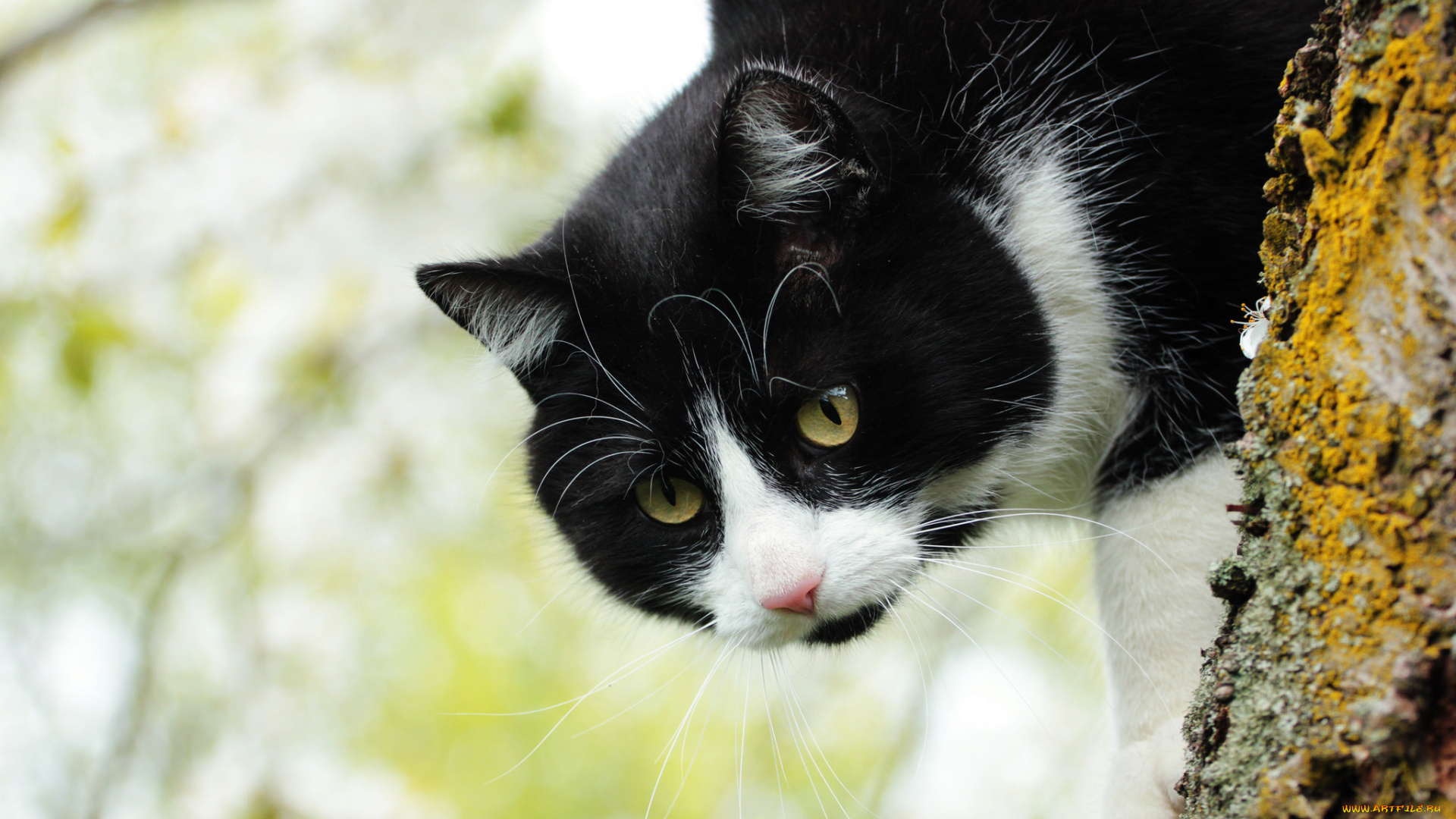 животные, коты, коте, кошка, дерево, кот