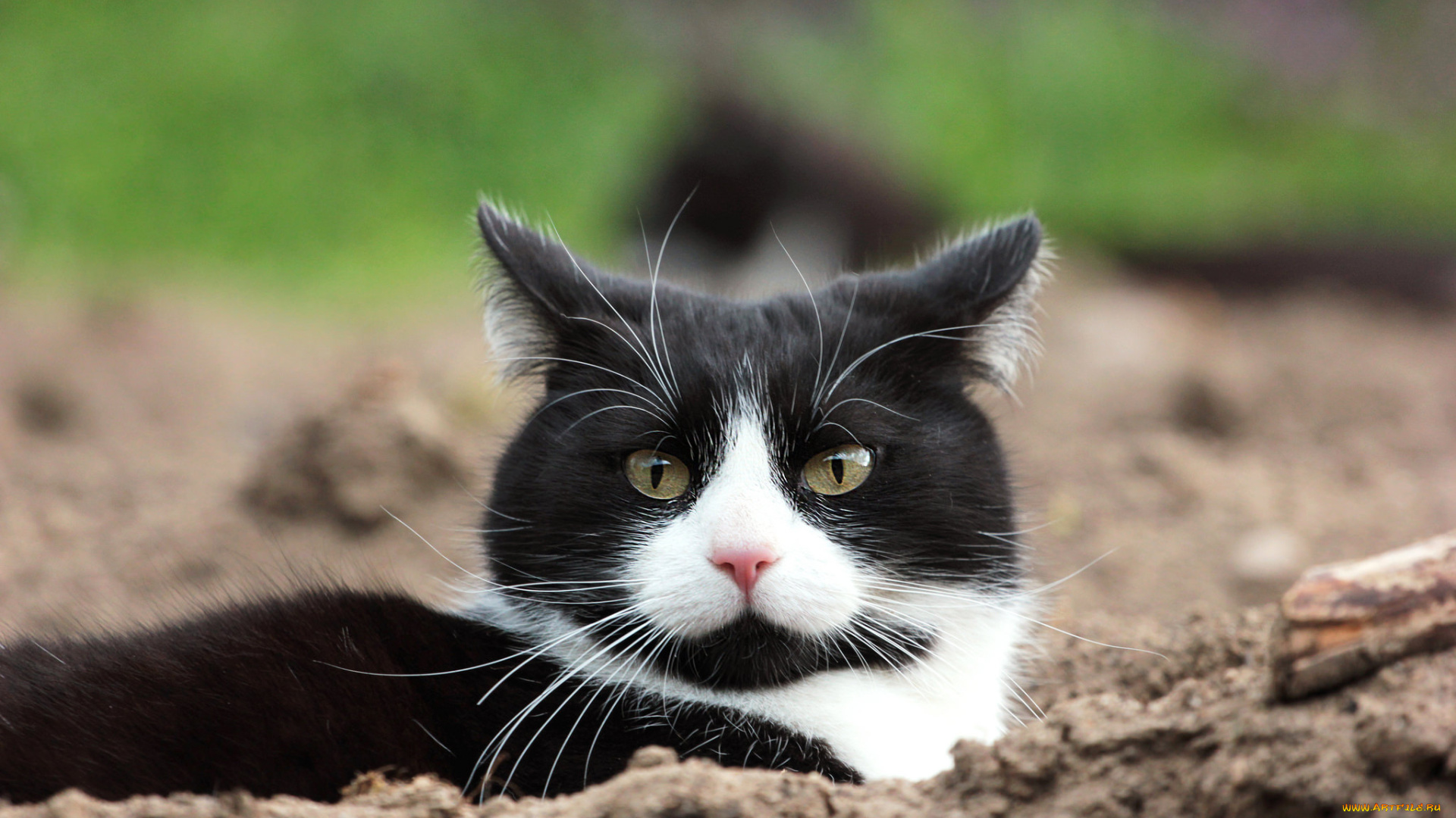 животные, коты, коте, взгляд, усы, ушки, киса