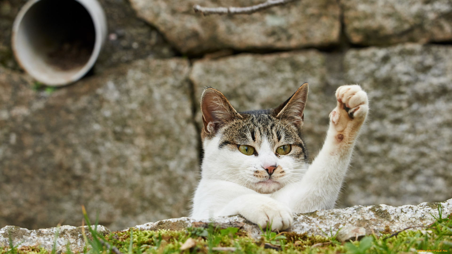 животные, коты, взгляд, лапа, кошка