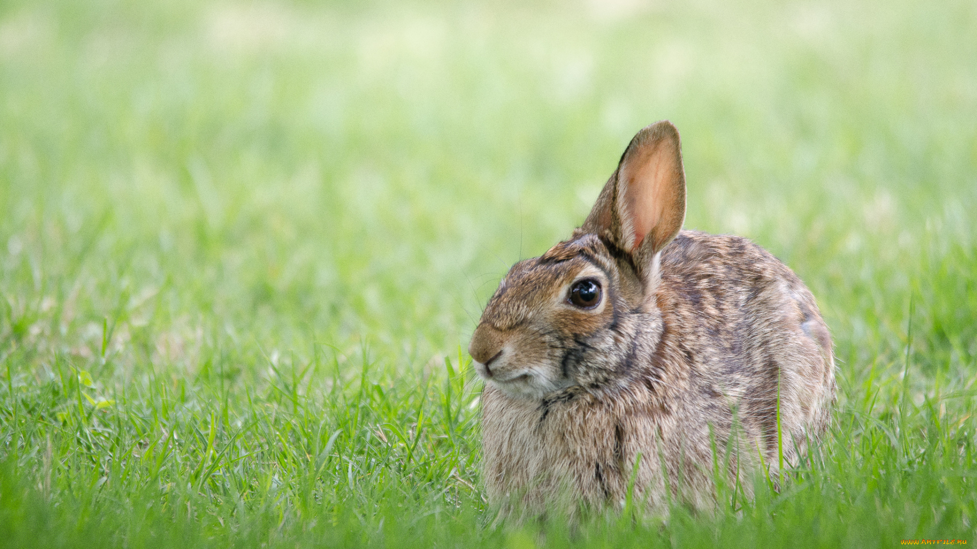 животные, кролики, , зайцы, трава, заяц, серый, русак