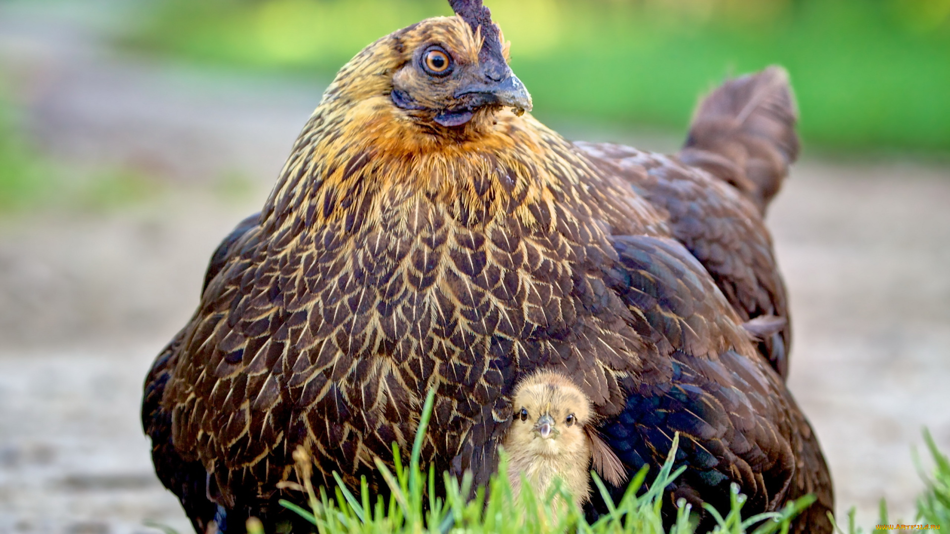 животные, куры, , петухи, курица, цыплёнок, природа