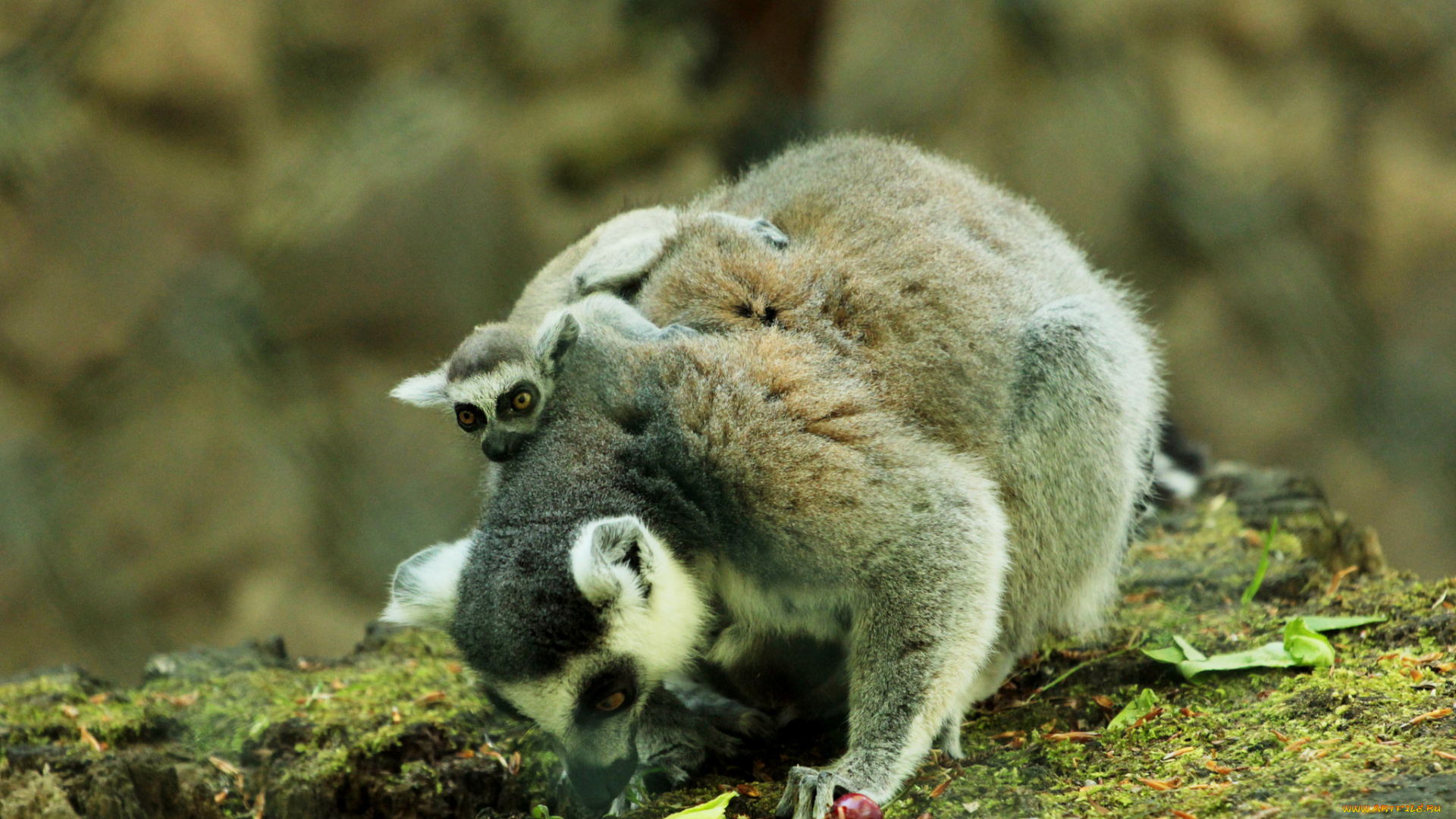 животные, лемуры, камни, ягоды, мама, малышь