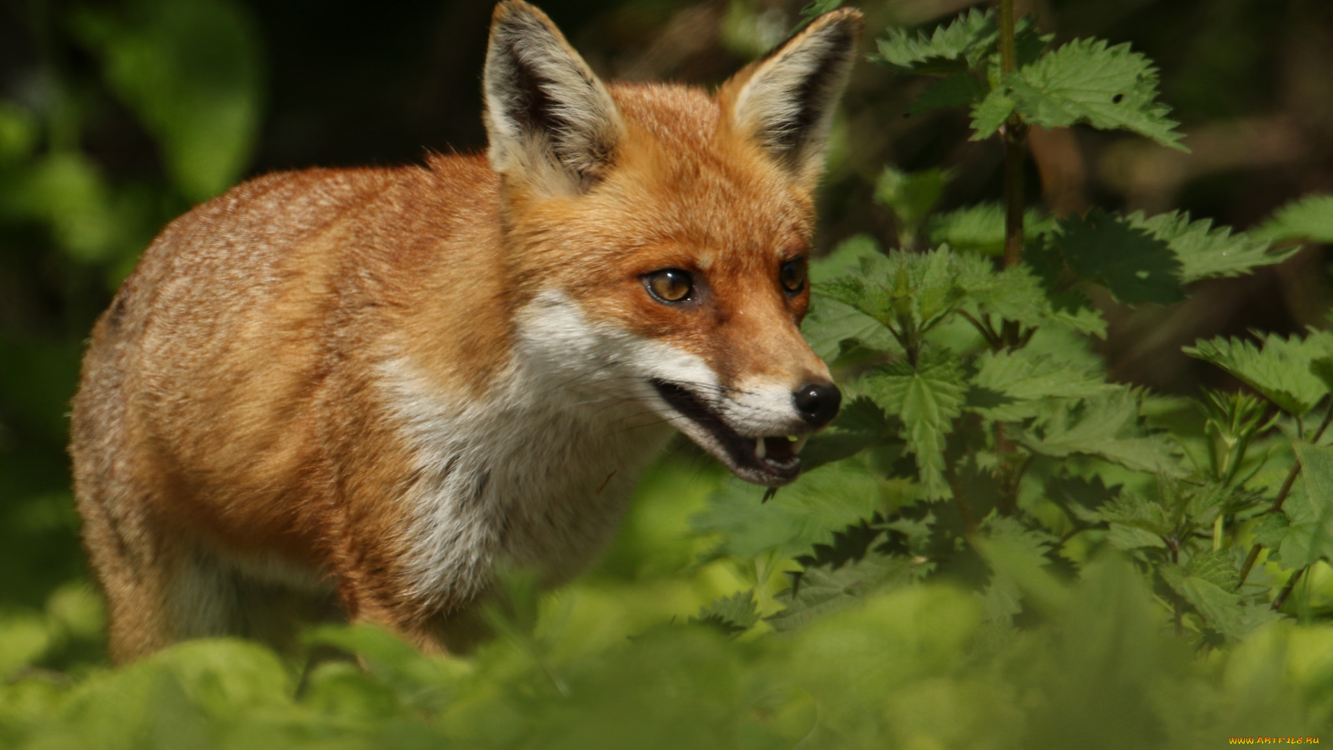 животные, лисы, лисичка