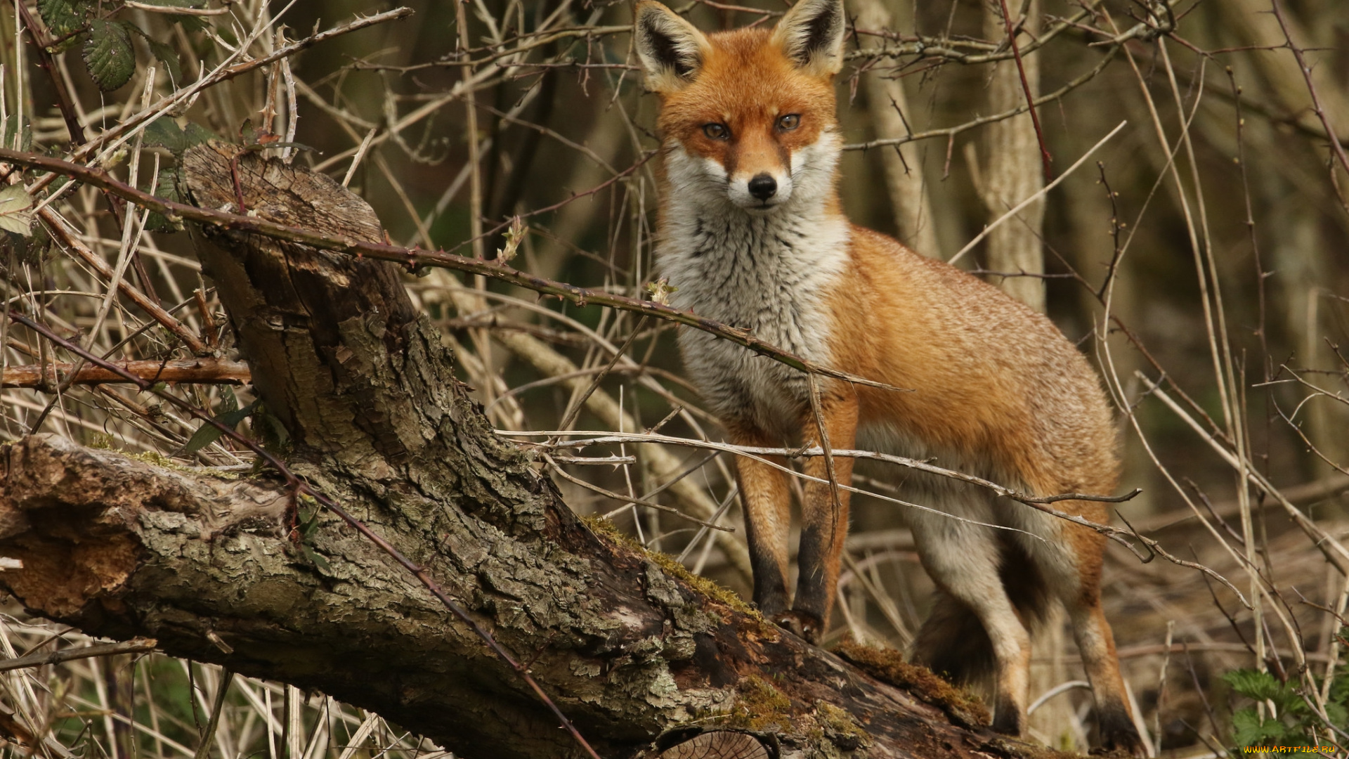 животные, лисы, лисичка