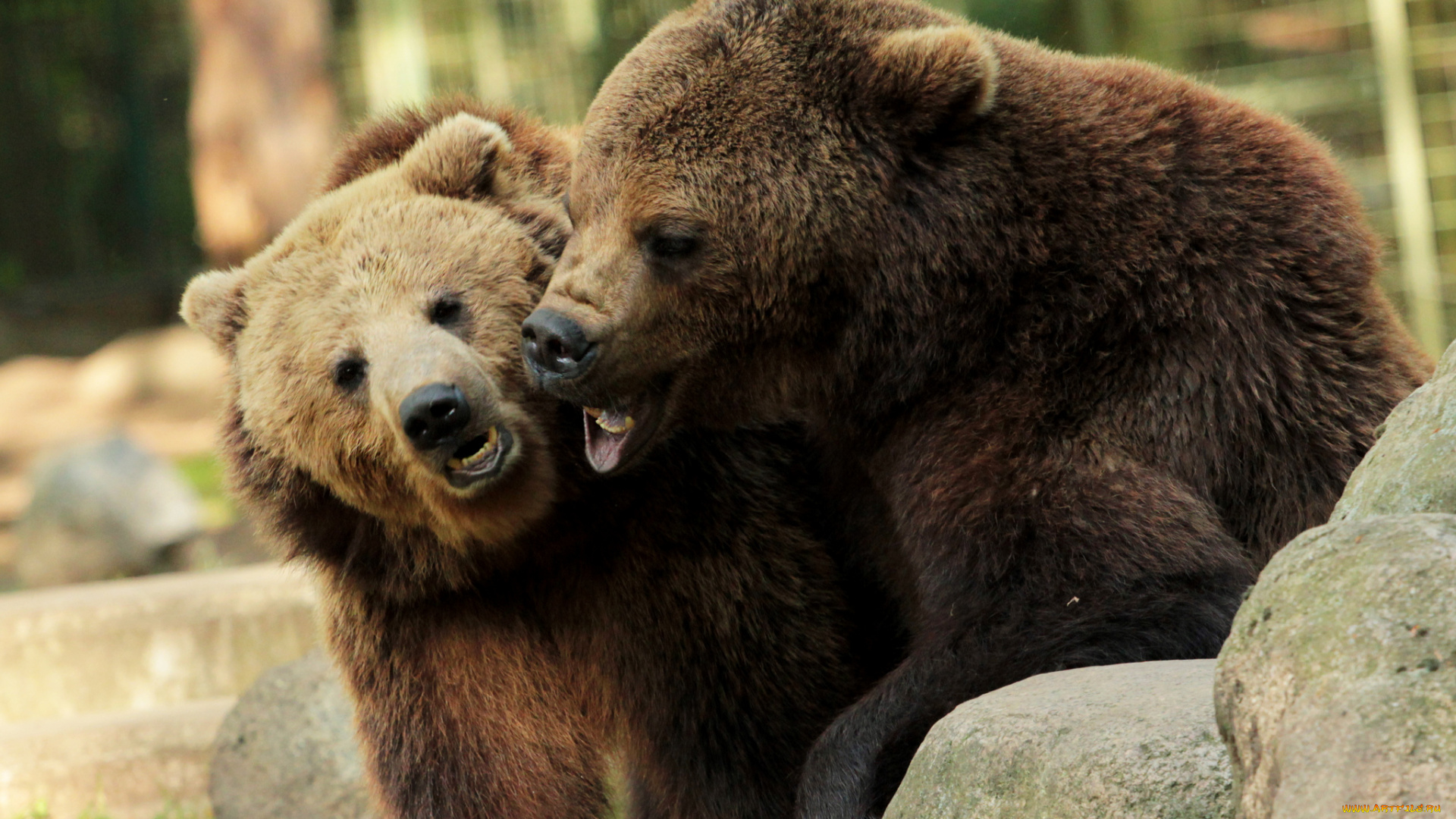 животные, медведи, пара, игра