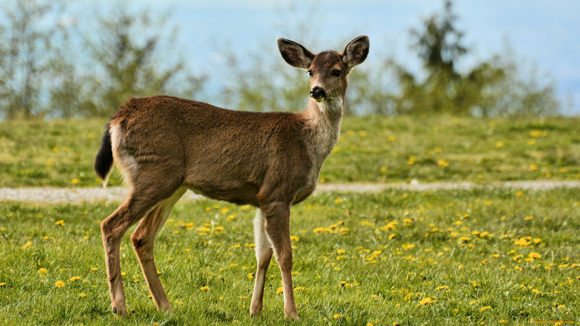 животные, олени, олениха