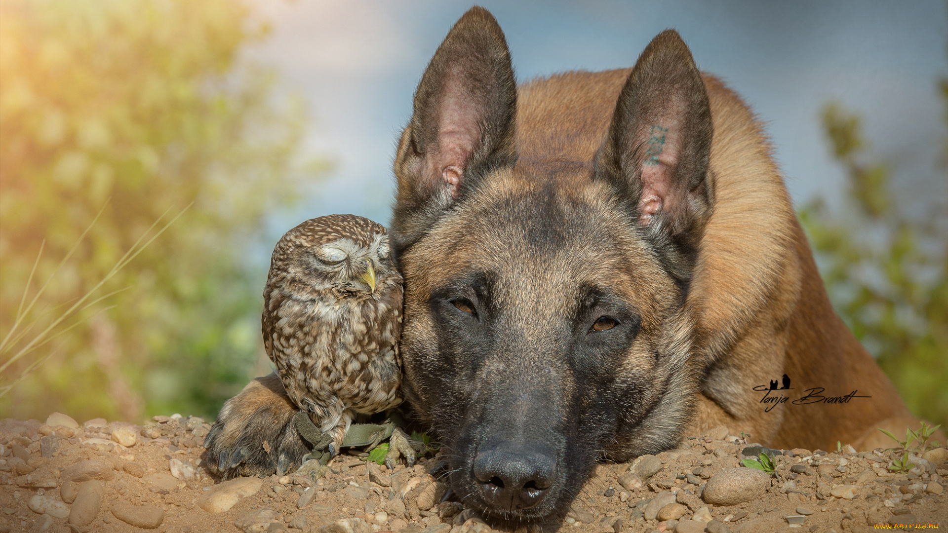животные, разные, вместе, друзья, совёнок, овчарка, собака