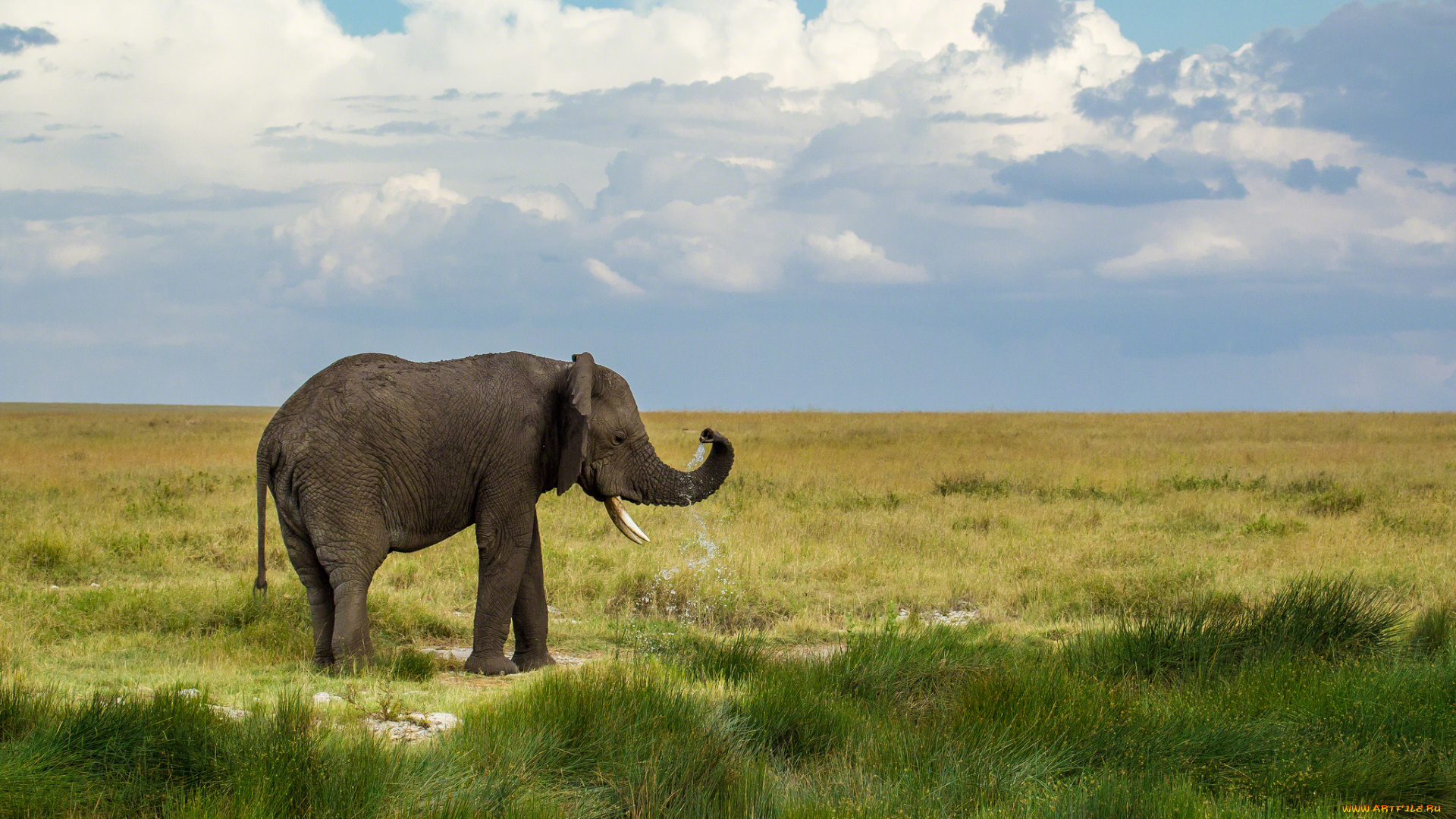животные, слоны, брызги, капли, вода, слон, трава, зелень, облака, небо, природа, пейзаж