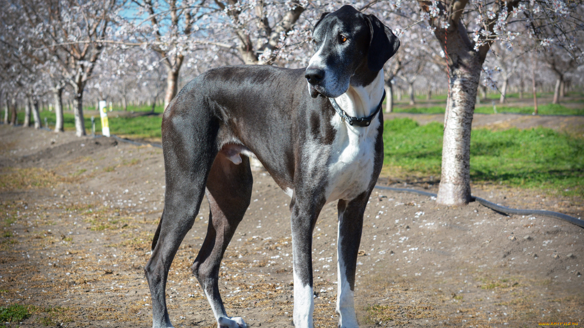 животные, собаки, пес