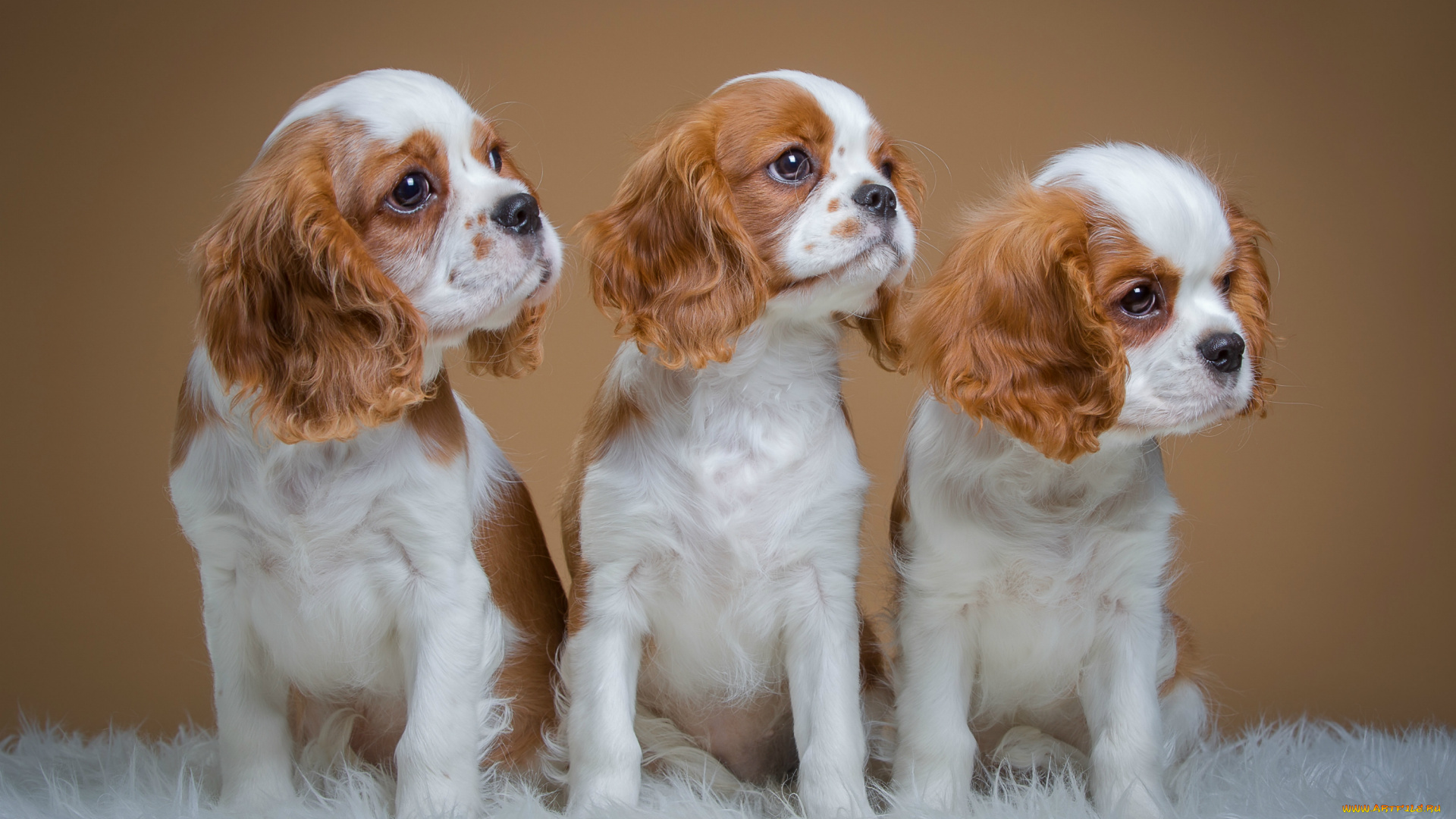 животные, собаки, щенки, спаниели, трио, пятнистые