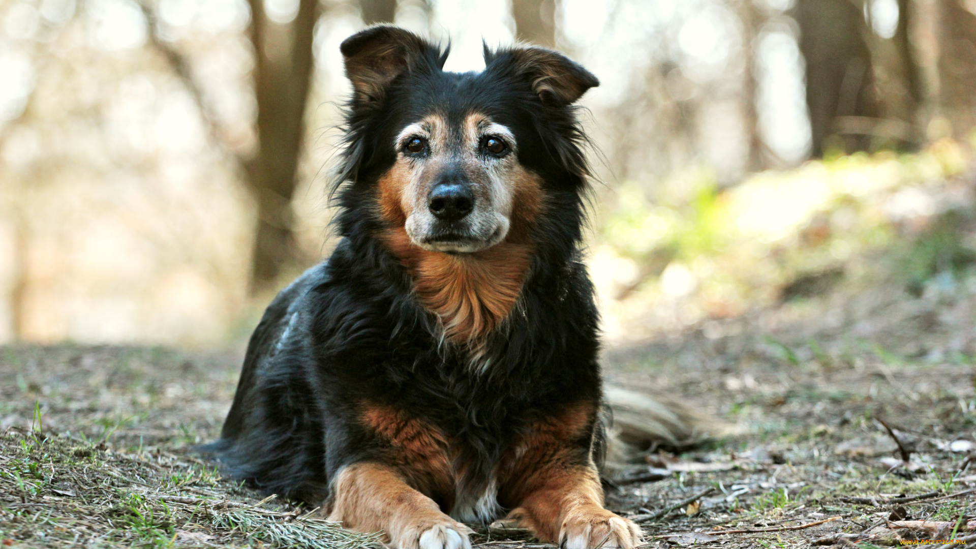животные, собаки, собака, взгляд, друг, лес