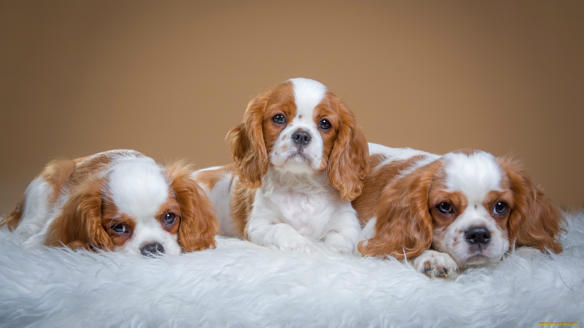 животные, собаки, спаниели, трио, щенки, милые, пятнистые